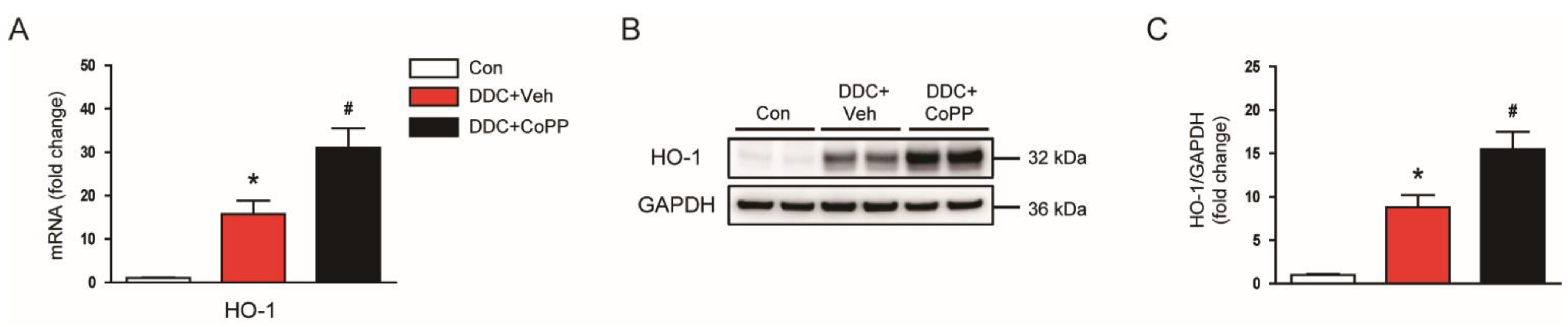Ijms 22 08253 g003 Ijms 22 08253 g003