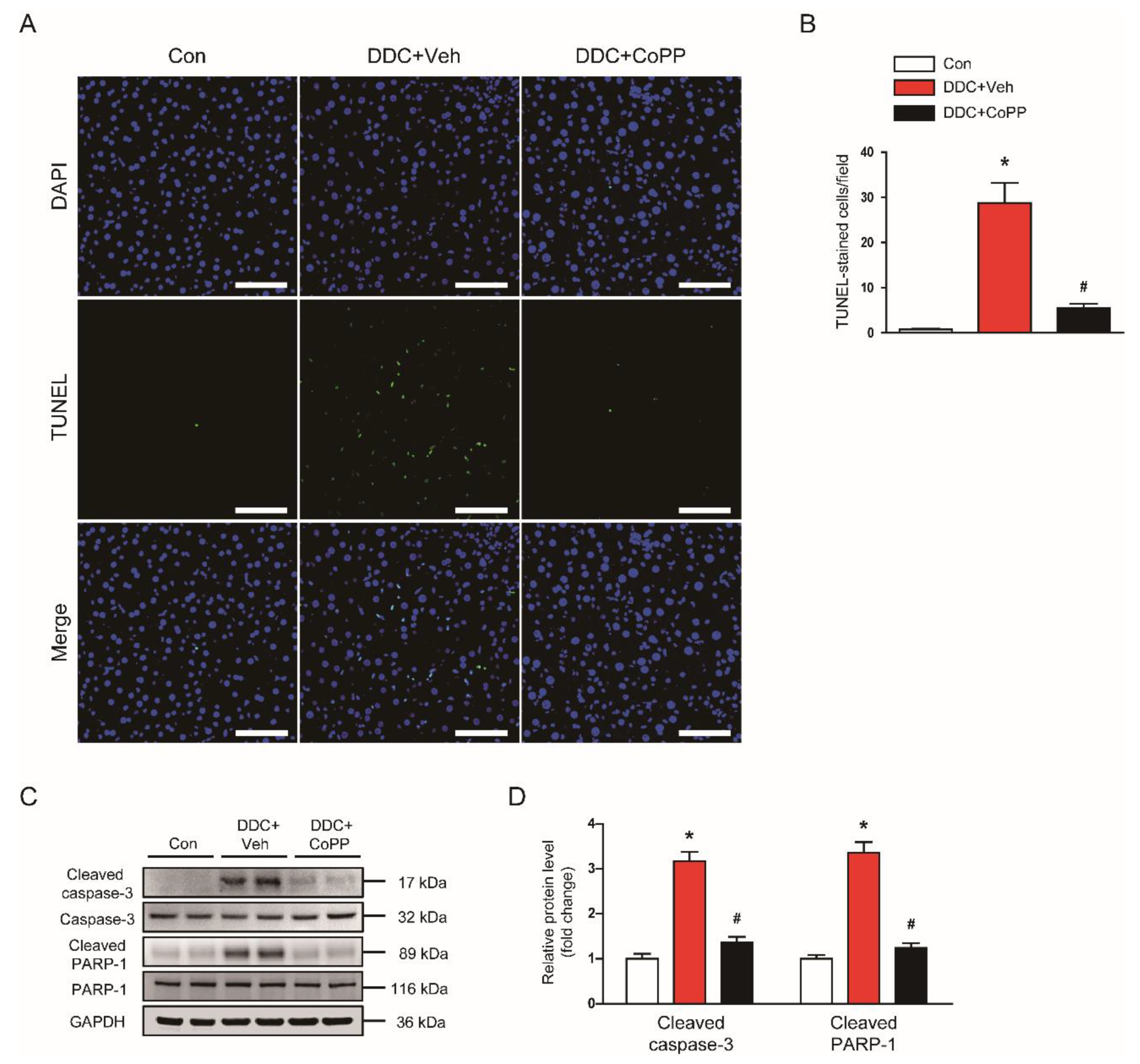 Ijms 22 08253 g004 Ijms 22 08253 g004