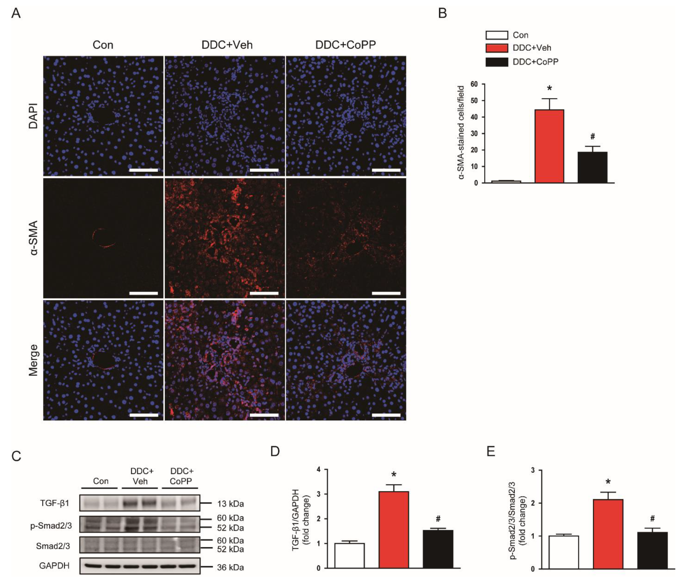 Ijms 22 08253 g008 Ijms 22 08253 g008