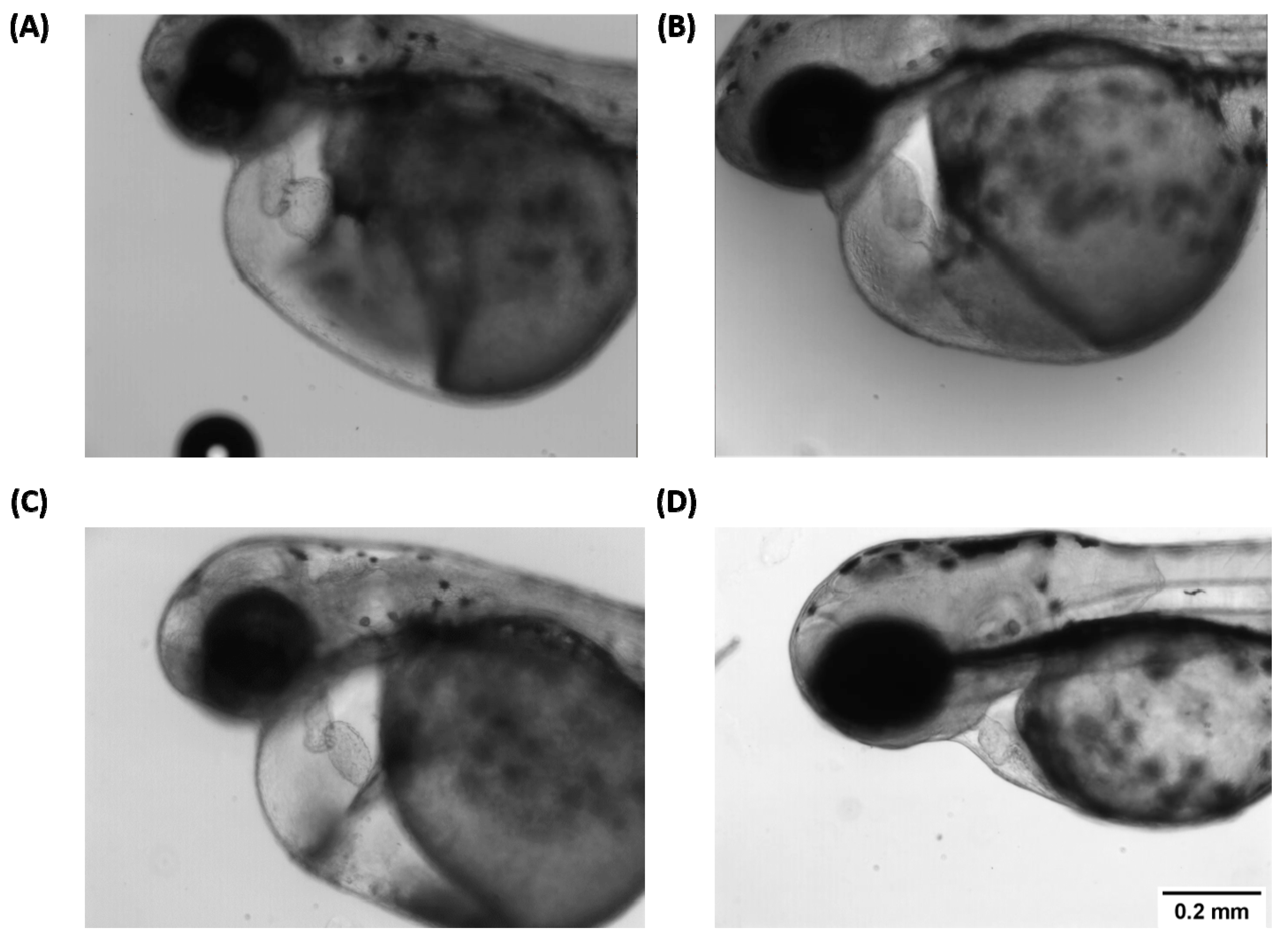 Ijms 22 08259 g0a3 550