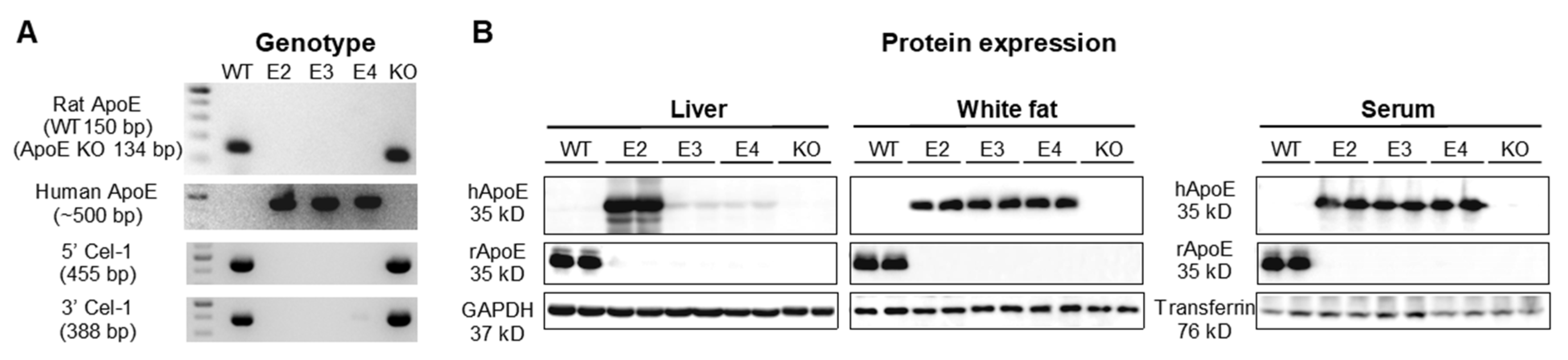 Ijms 22 08262 g001 550