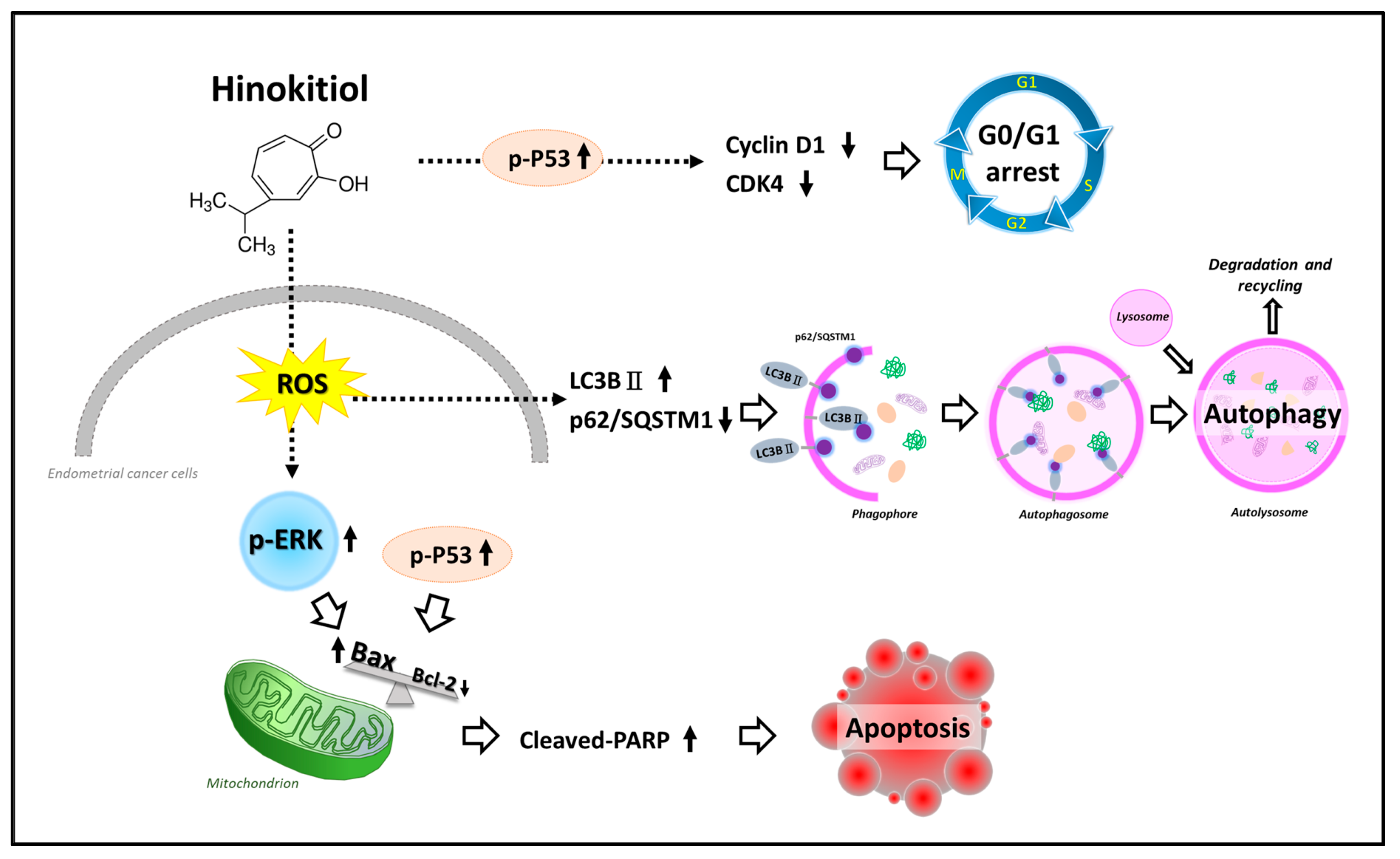 Ijms 22 08268 g008 550