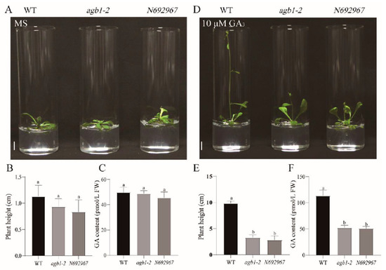 Arabidopsis G-Protein β Subunit AGB1 Negatively Regulates