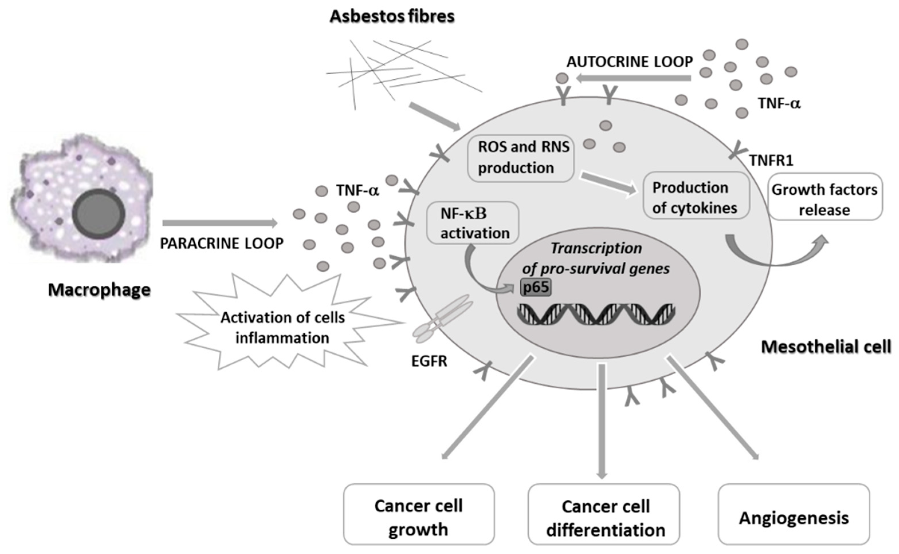 what does orange ribbon mean for cancer