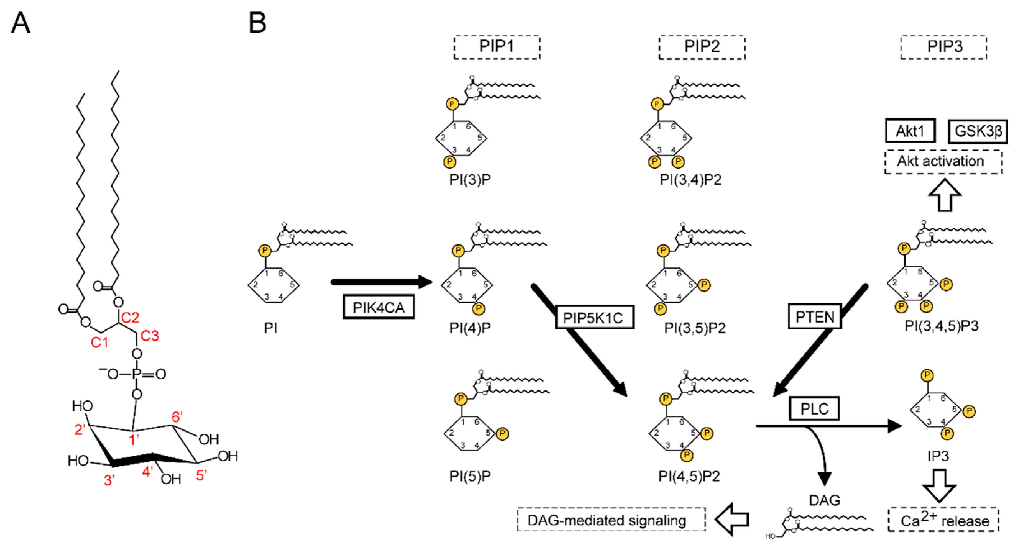 Ijms 22 08280 g001 550