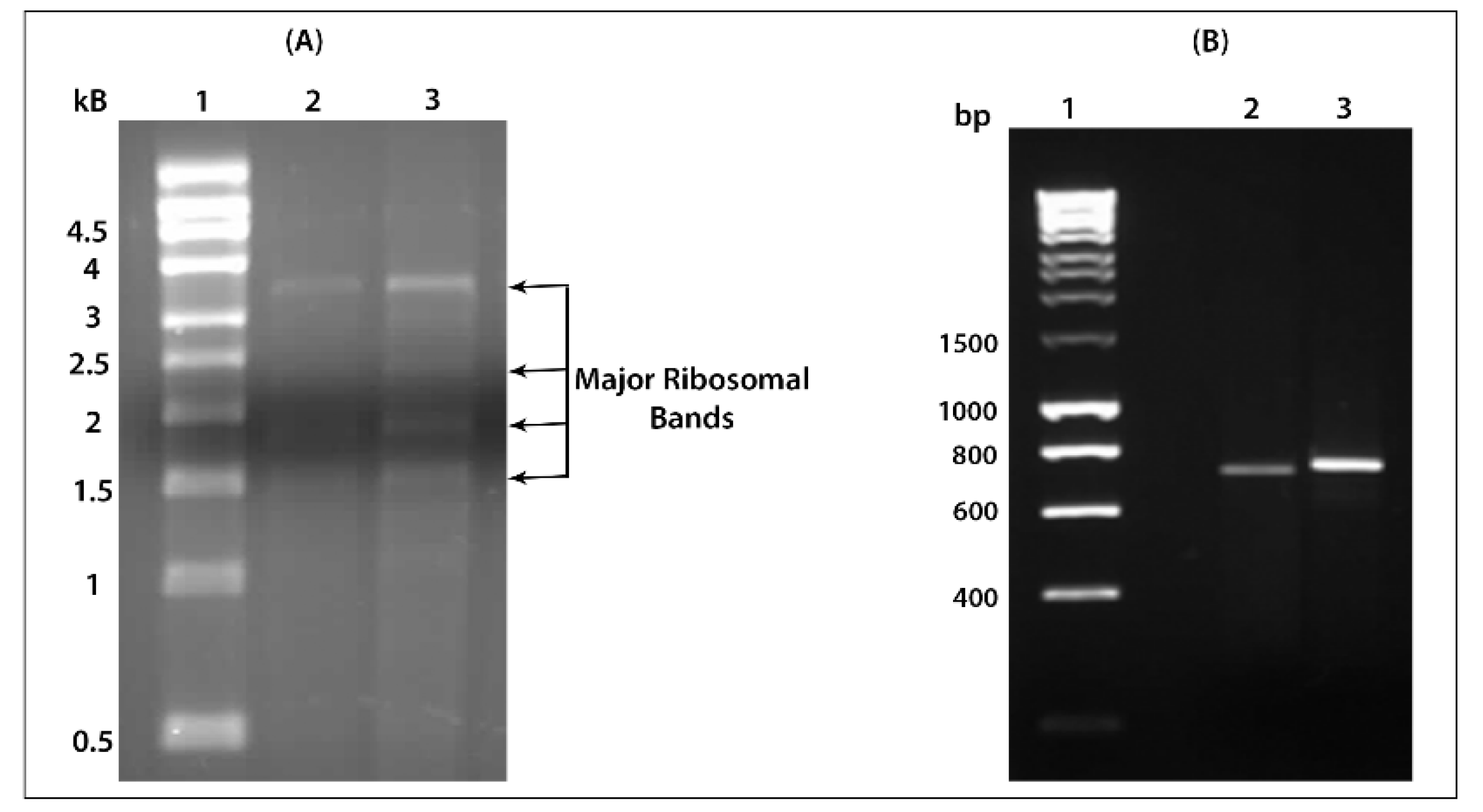 Ijms 22 08284 g003 550