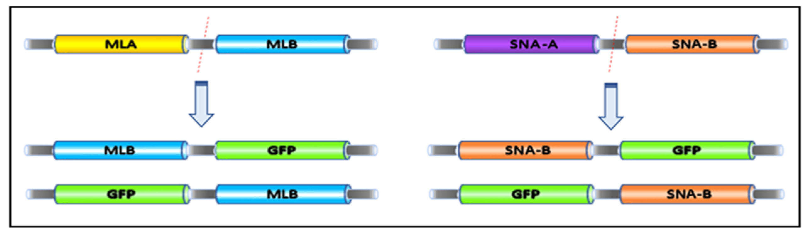 Ijms 22 08284 g004 550