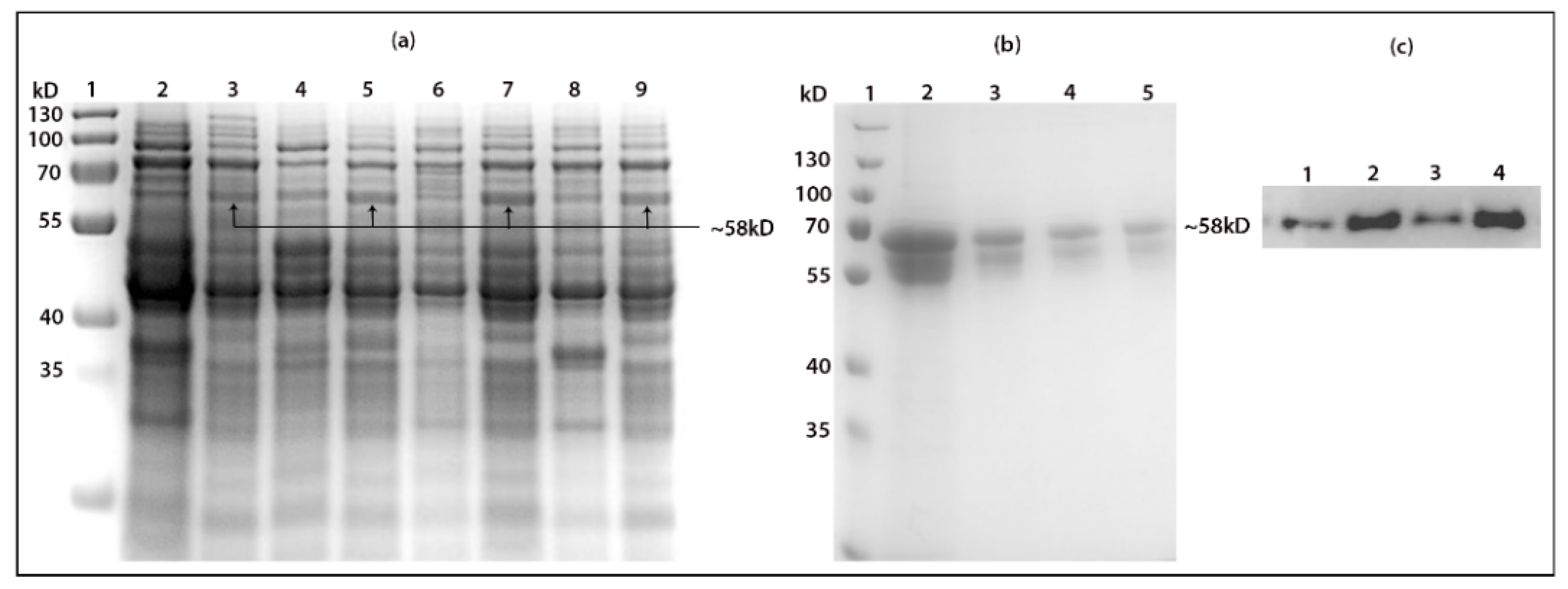 Ijms 22 08284 g006 550