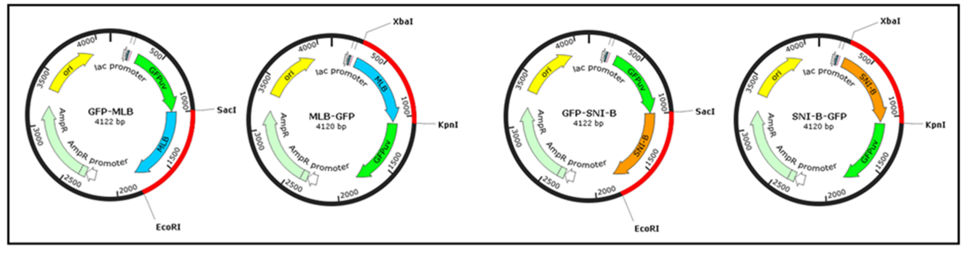 Ijms 22 08284 g009 550