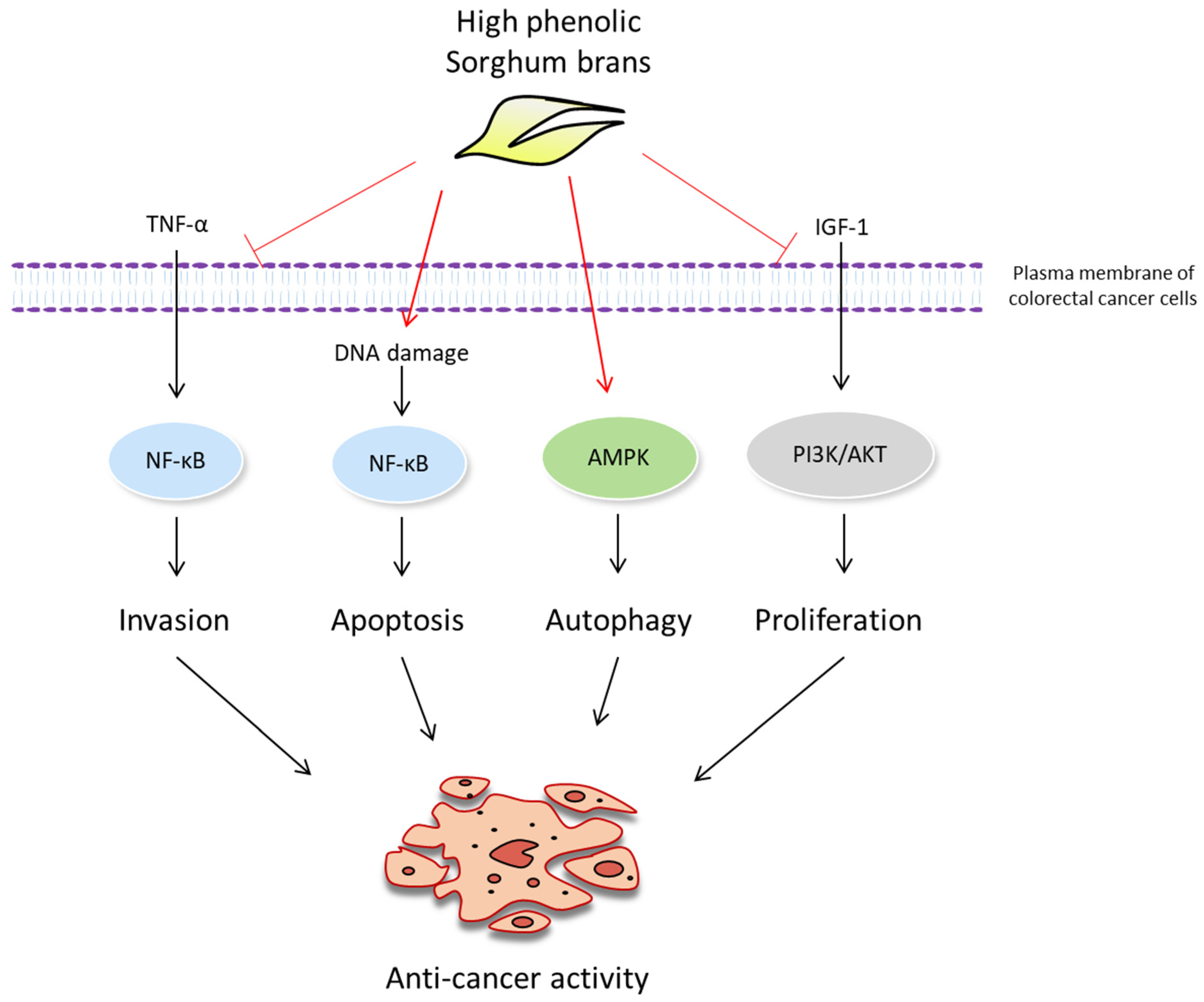 Ijms 22 08286 g007 550