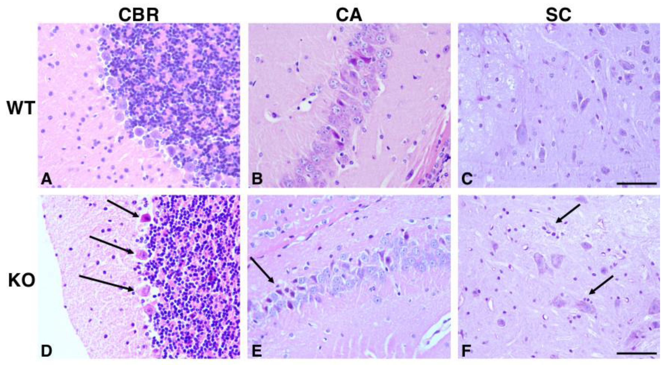 Ijms 22 08294 g001 Ijms 22 08294 g001