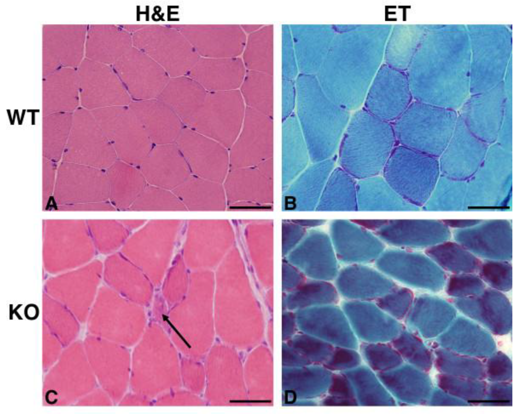 Ijms 22 08294 g002 Ijms 22 08294 g002