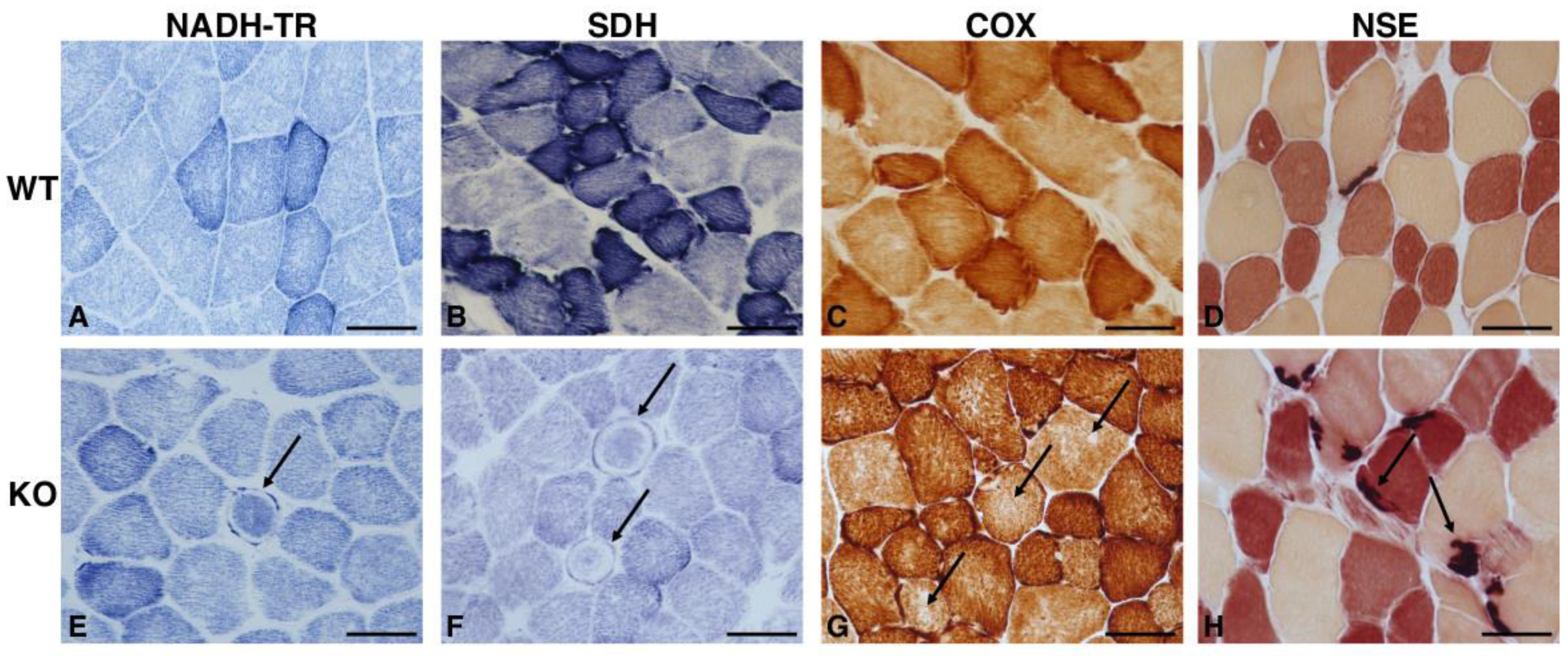 Ijms 22 08294 g003 Ijms 22 08294 g003