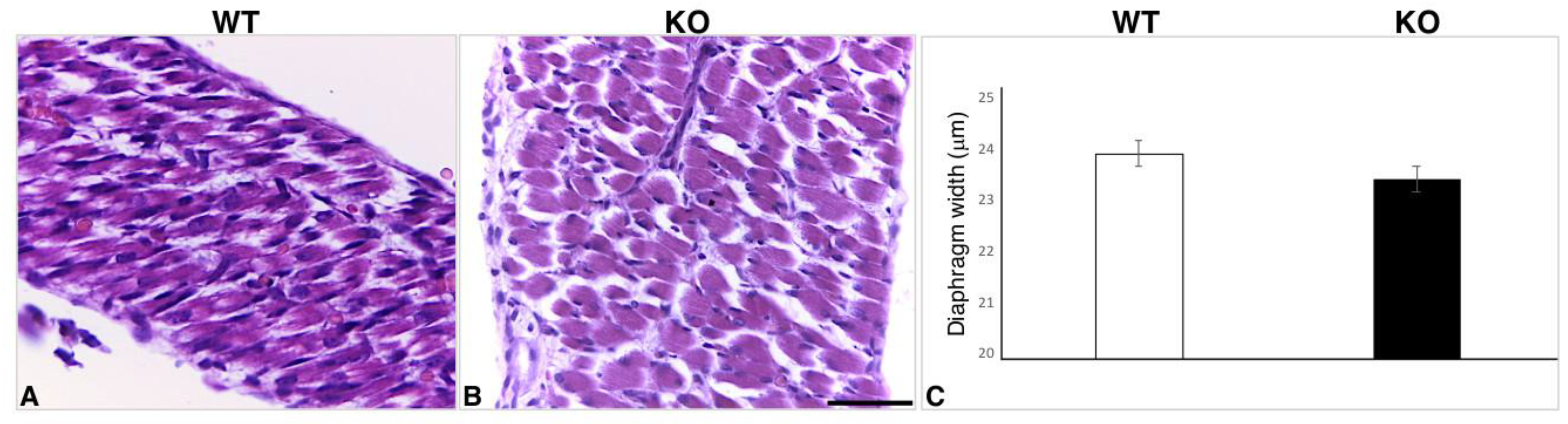 Ijms 22 08294 g004 Ijms 22 08294 g004