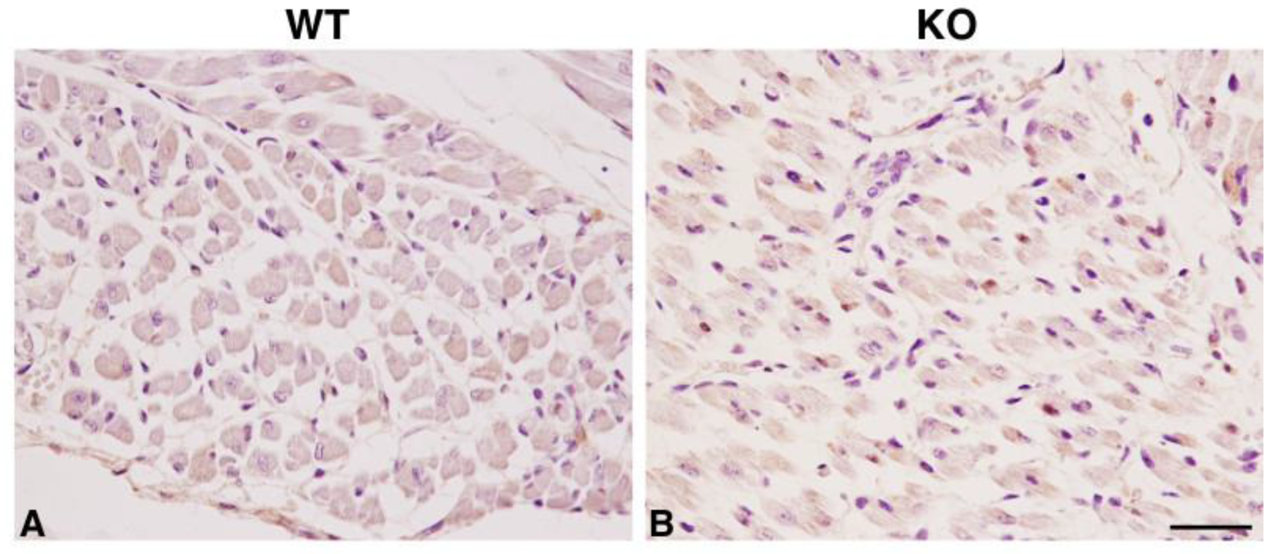 Ijms 22 08294 g005 Ijms 22 08294 g005