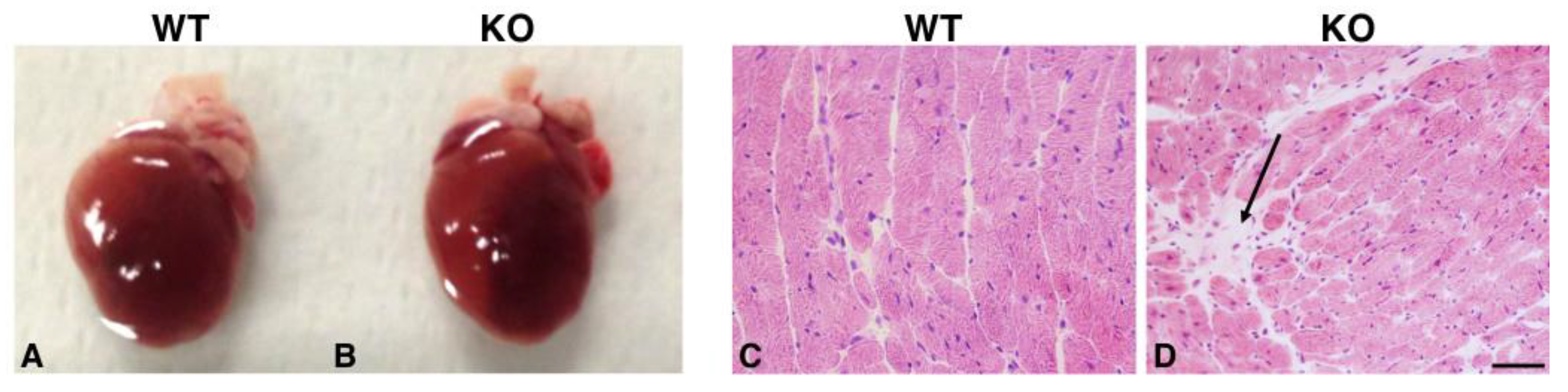 Ijms 22 08294 g006 Ijms 22 08294 g006