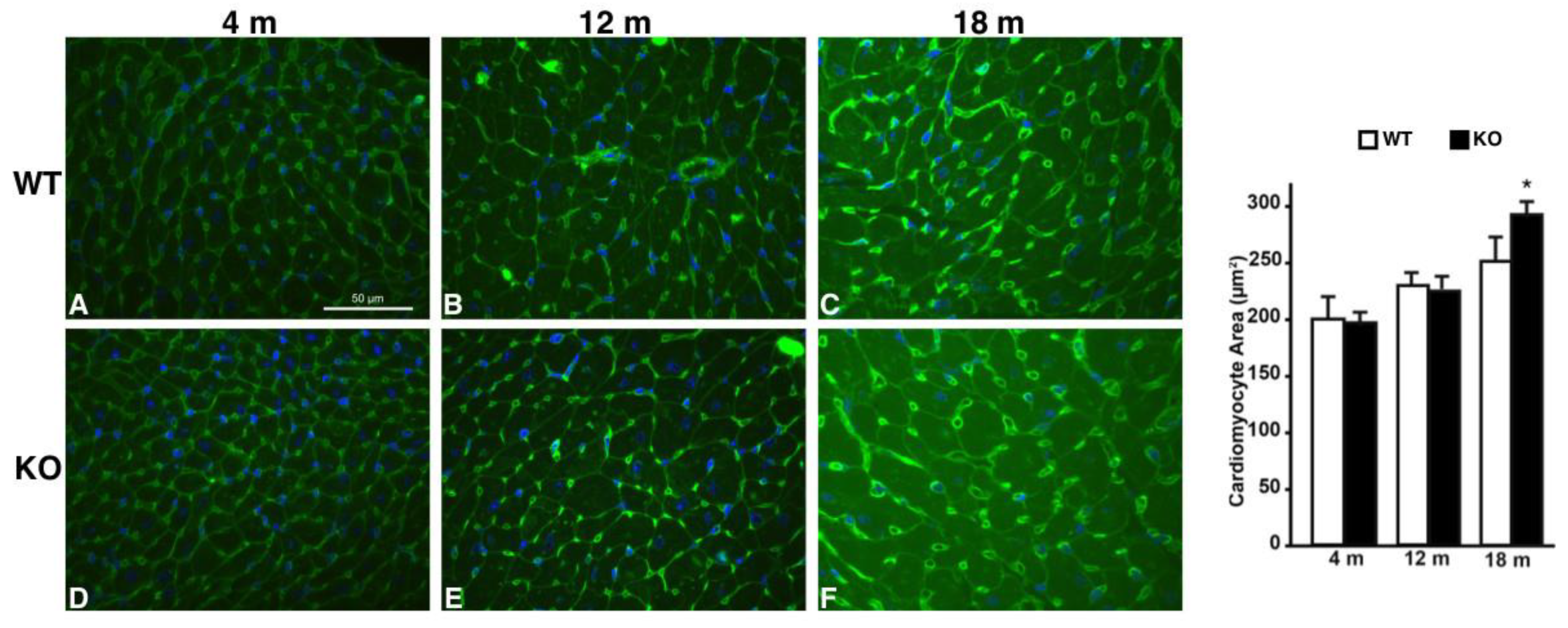 Ijms 22 08294 g007 Ijms 22 08294 g007