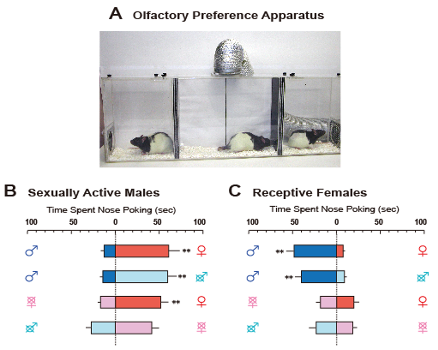 IJMS | Free Full-Text | Neural and Hormonal Basis of Opposite-Sex Preference by Chemosensory Signals IJMS | Free Full-Text | Neural and Hormonal Basis of Opposite-Sex Preference by Chemosensory Signals