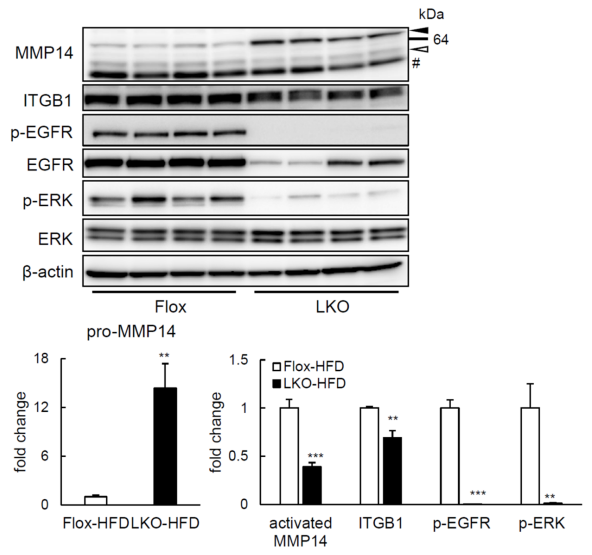 Ijms 22 08314 g006 Ijms 22 08314 g006