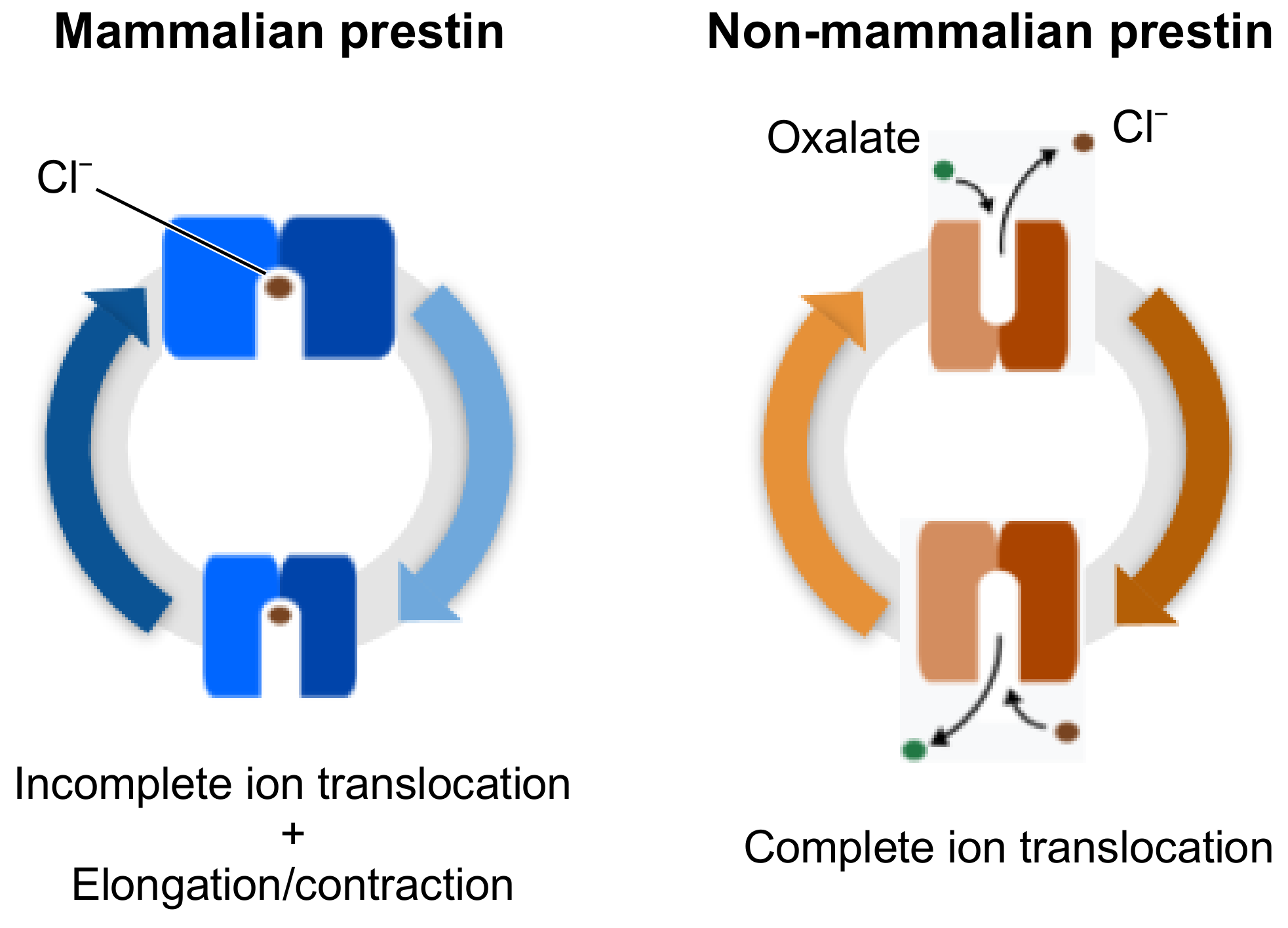 Ijms 22 08318 g001 550