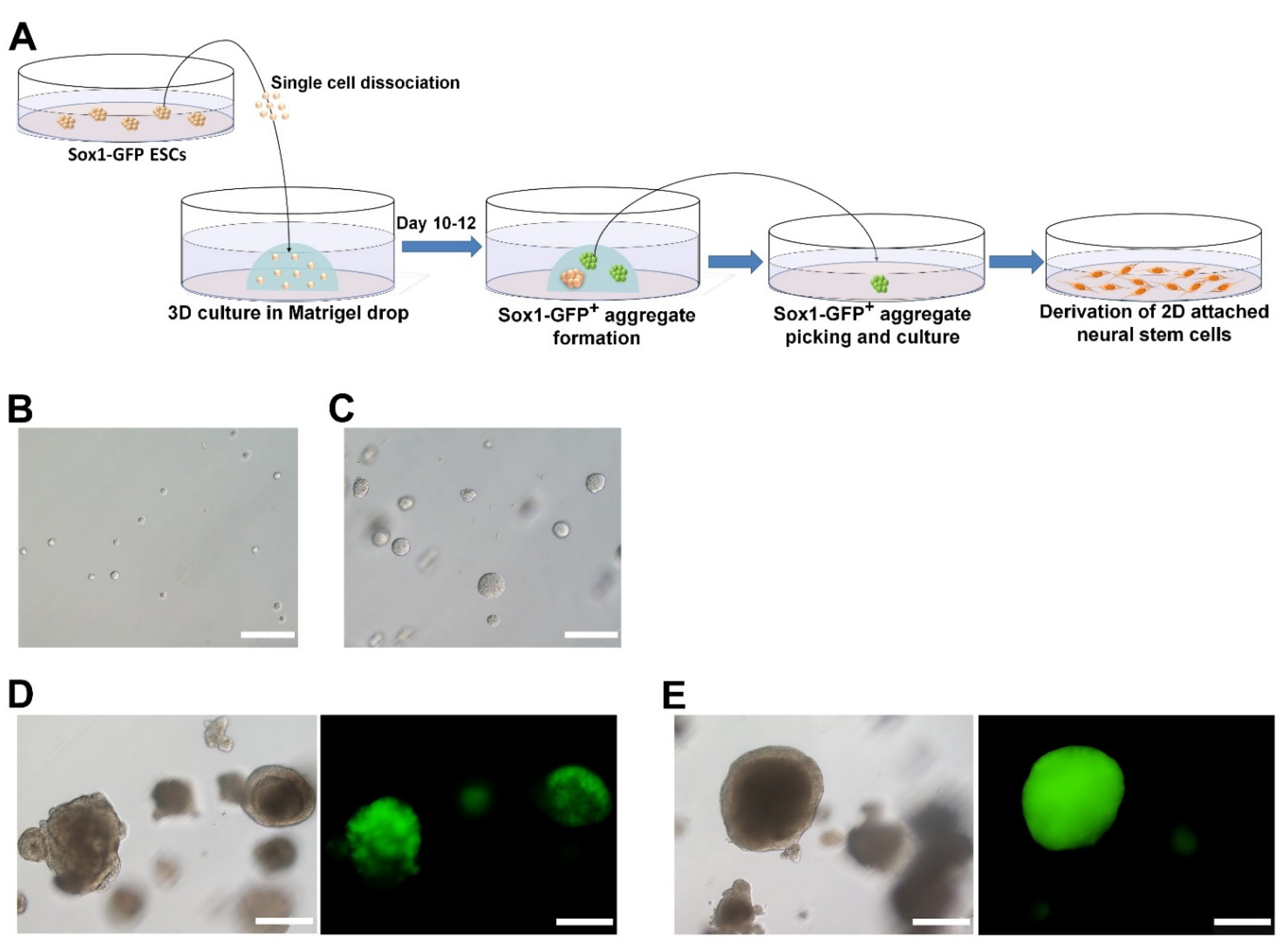 Ijms 22 08322 g001 550