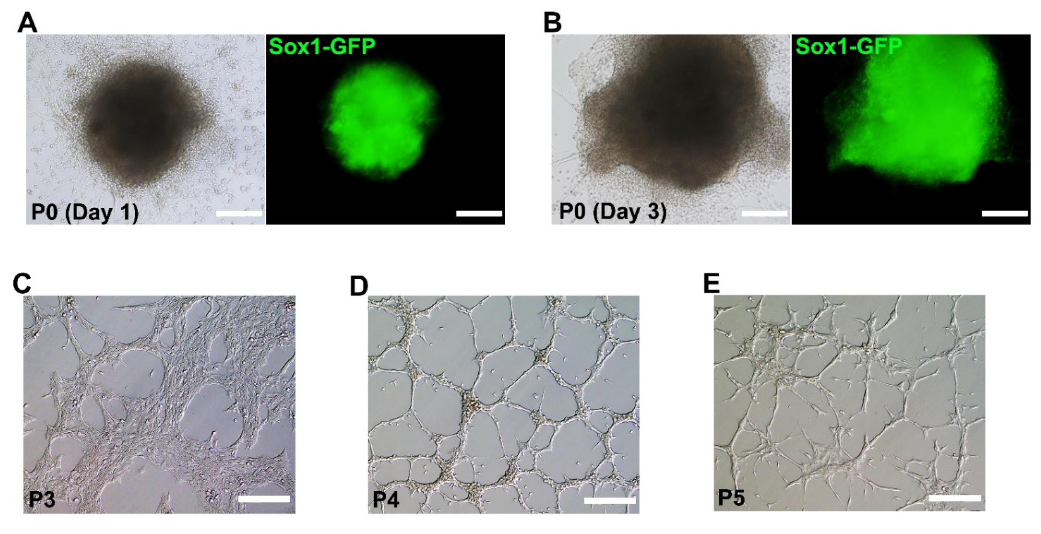 Ijms 22 08322 g002 550