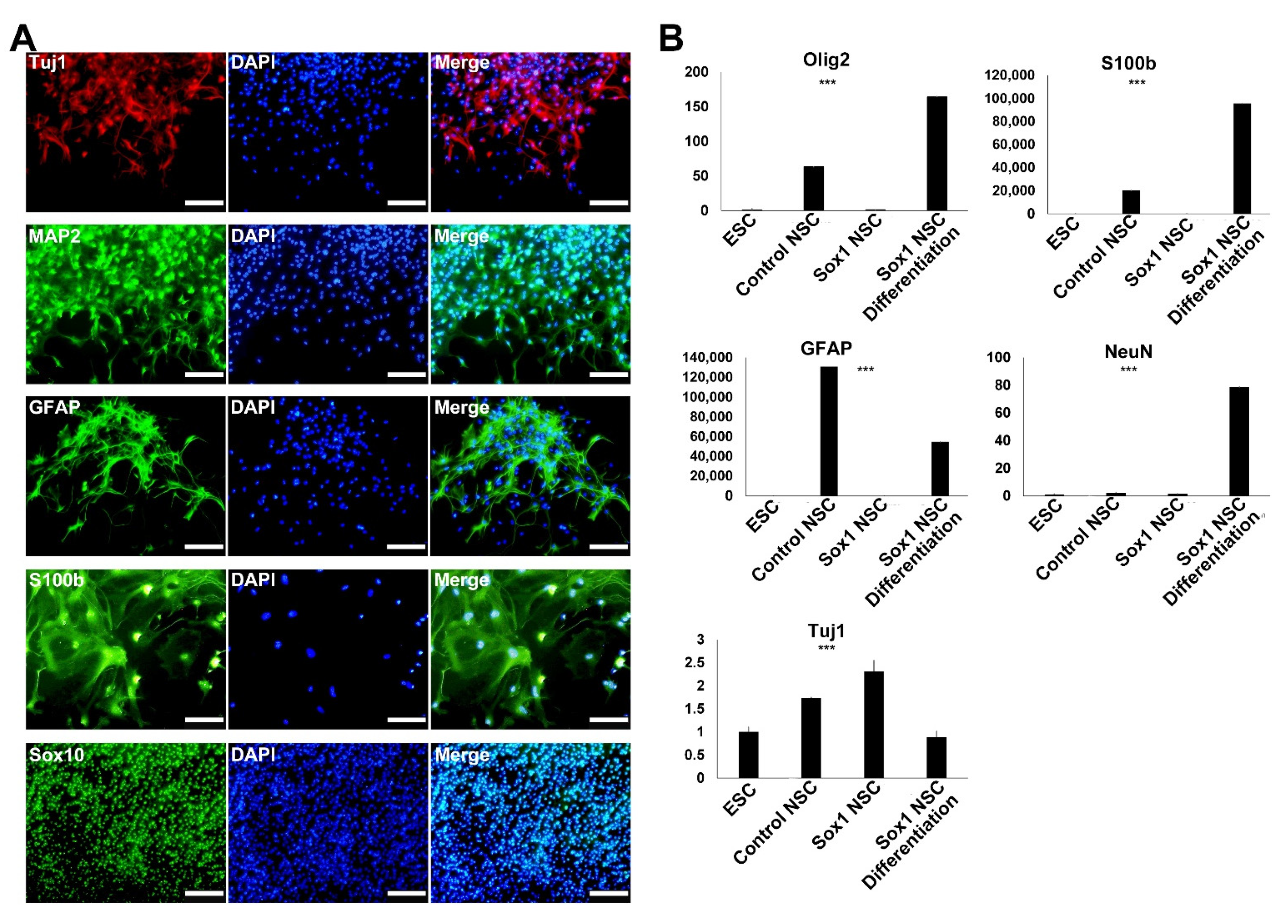 Ijms 22 08322 g005 550