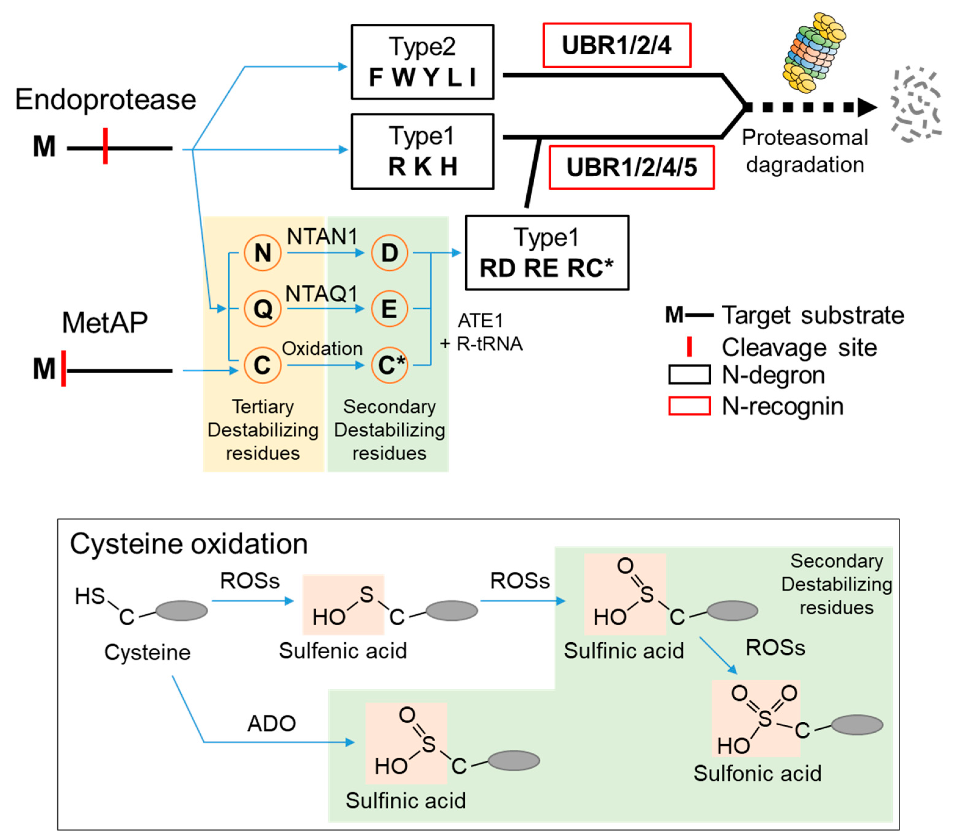 Ijms 22 08323 g001 550