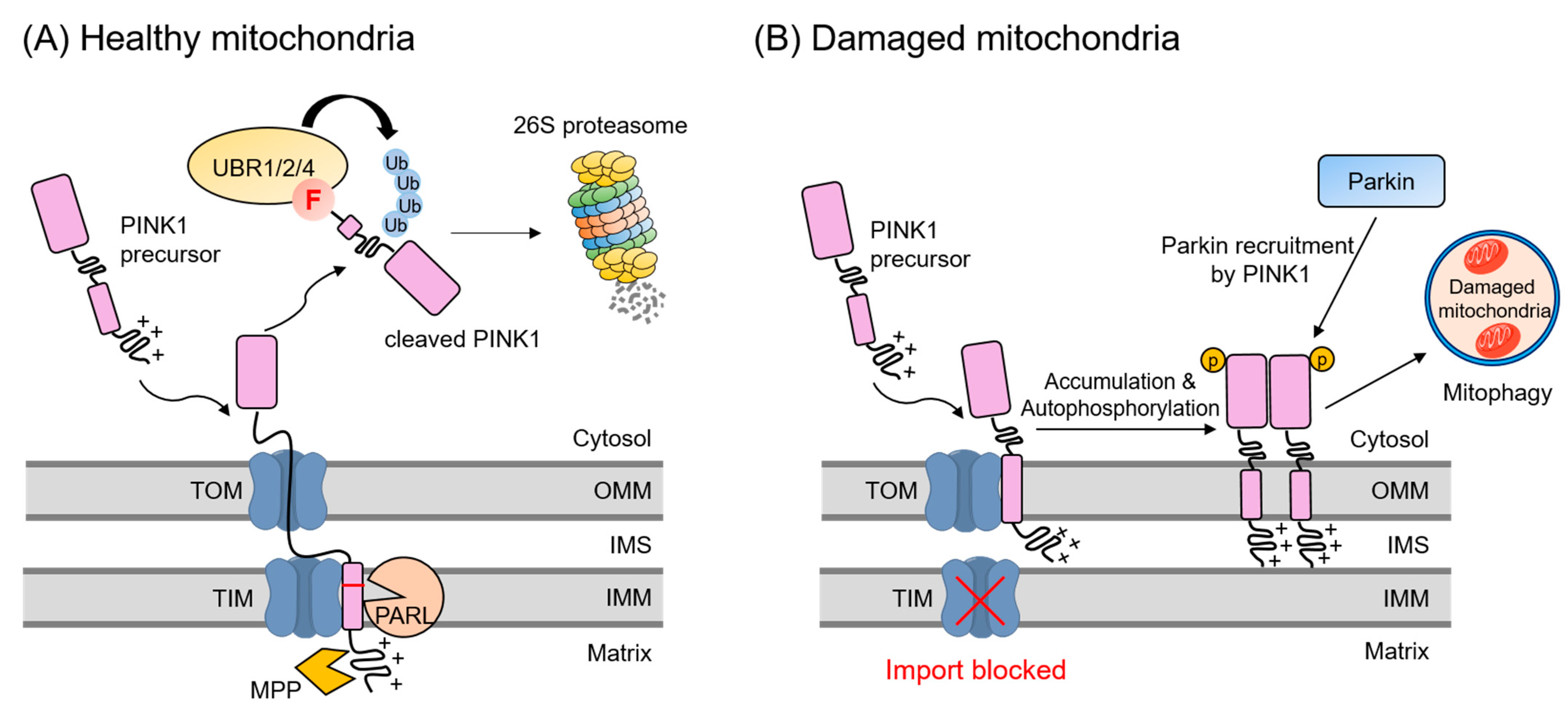 Ijms 22 08323 g009 550