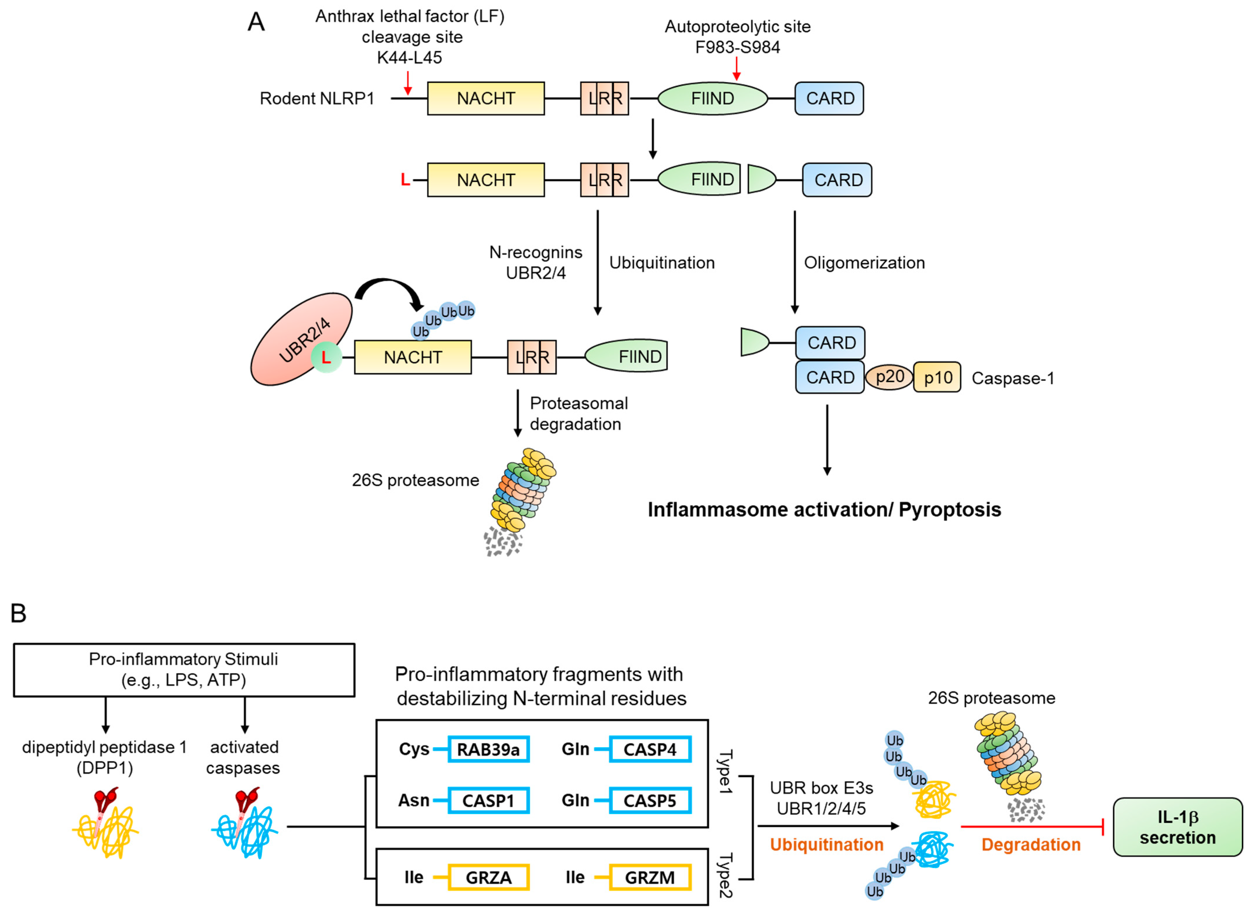 Ijms 22 08323 g010 550
