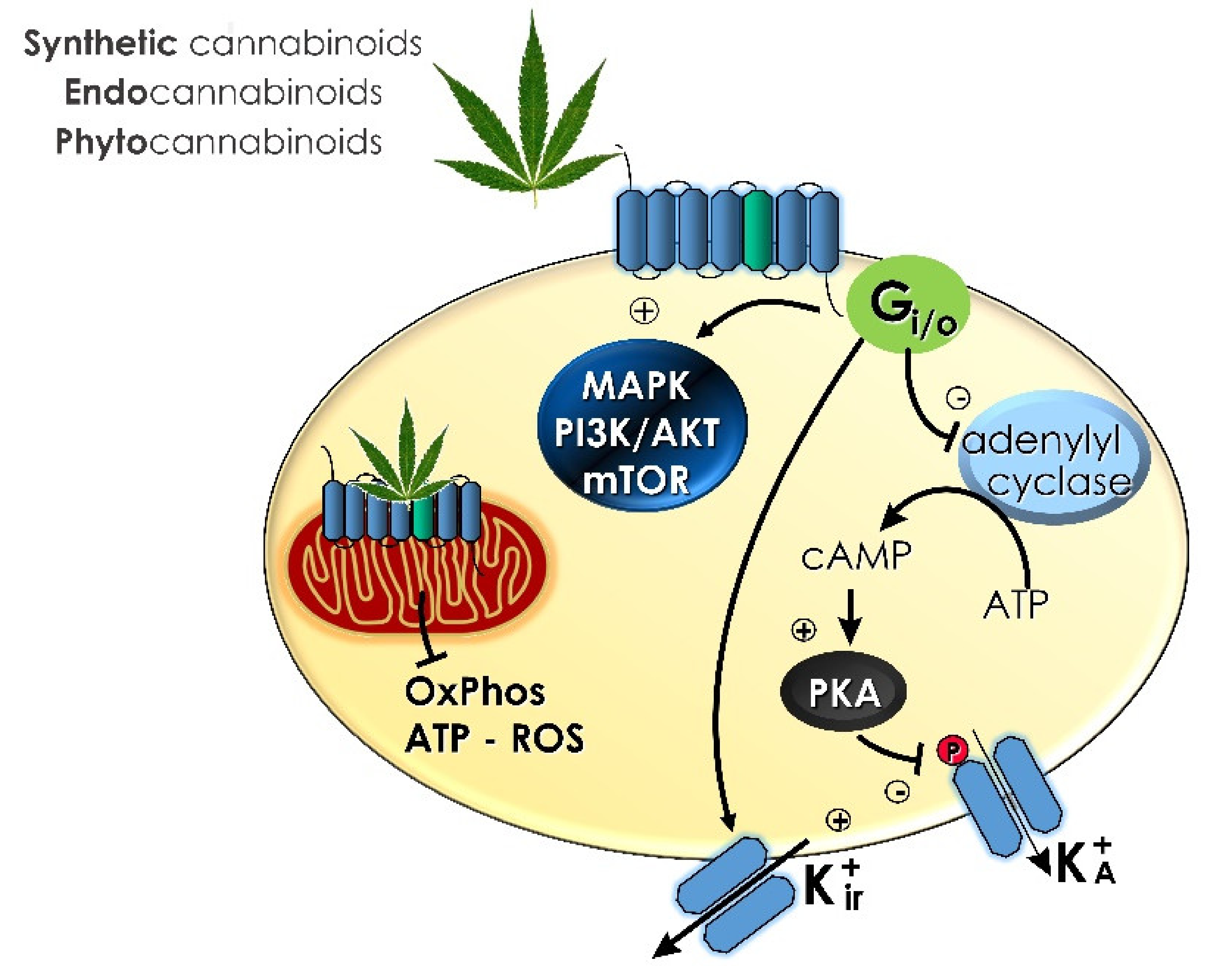 Ijms 22 08329 g002 550