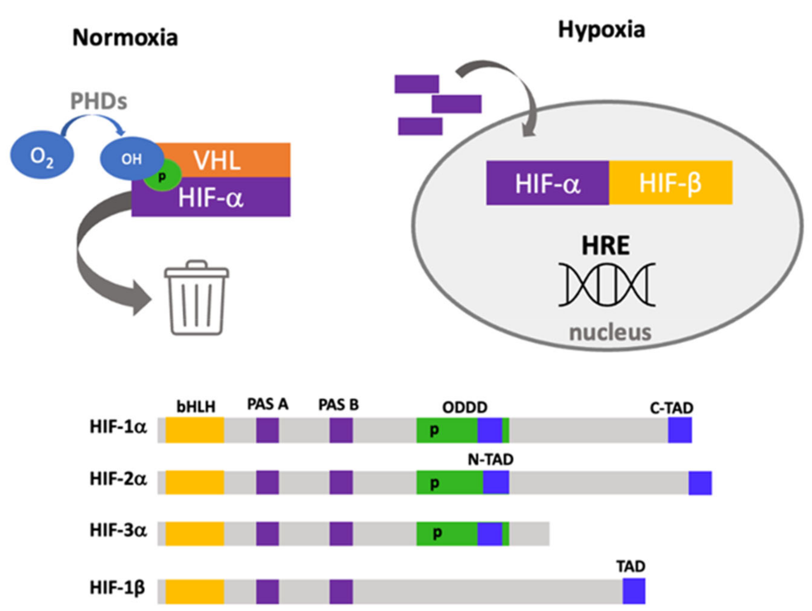 Ijms 22 08335 g001 Ijms 22 08335 g001