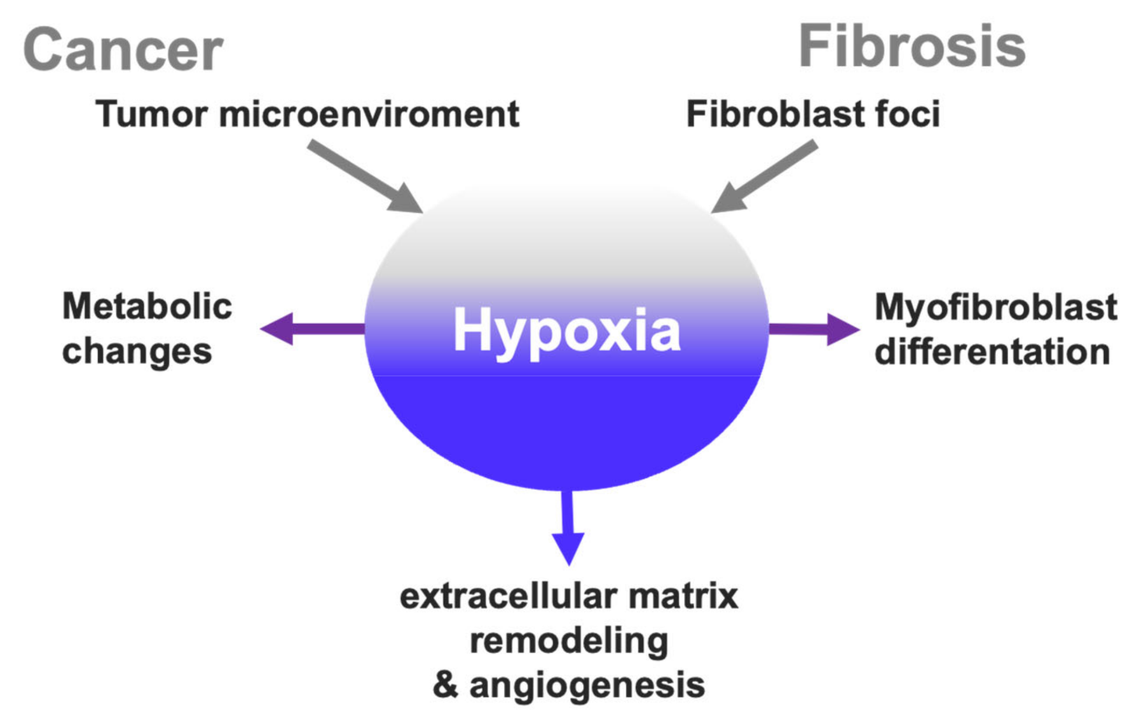 Ijms 22 08335 g002 Ijms 22 08335 g002