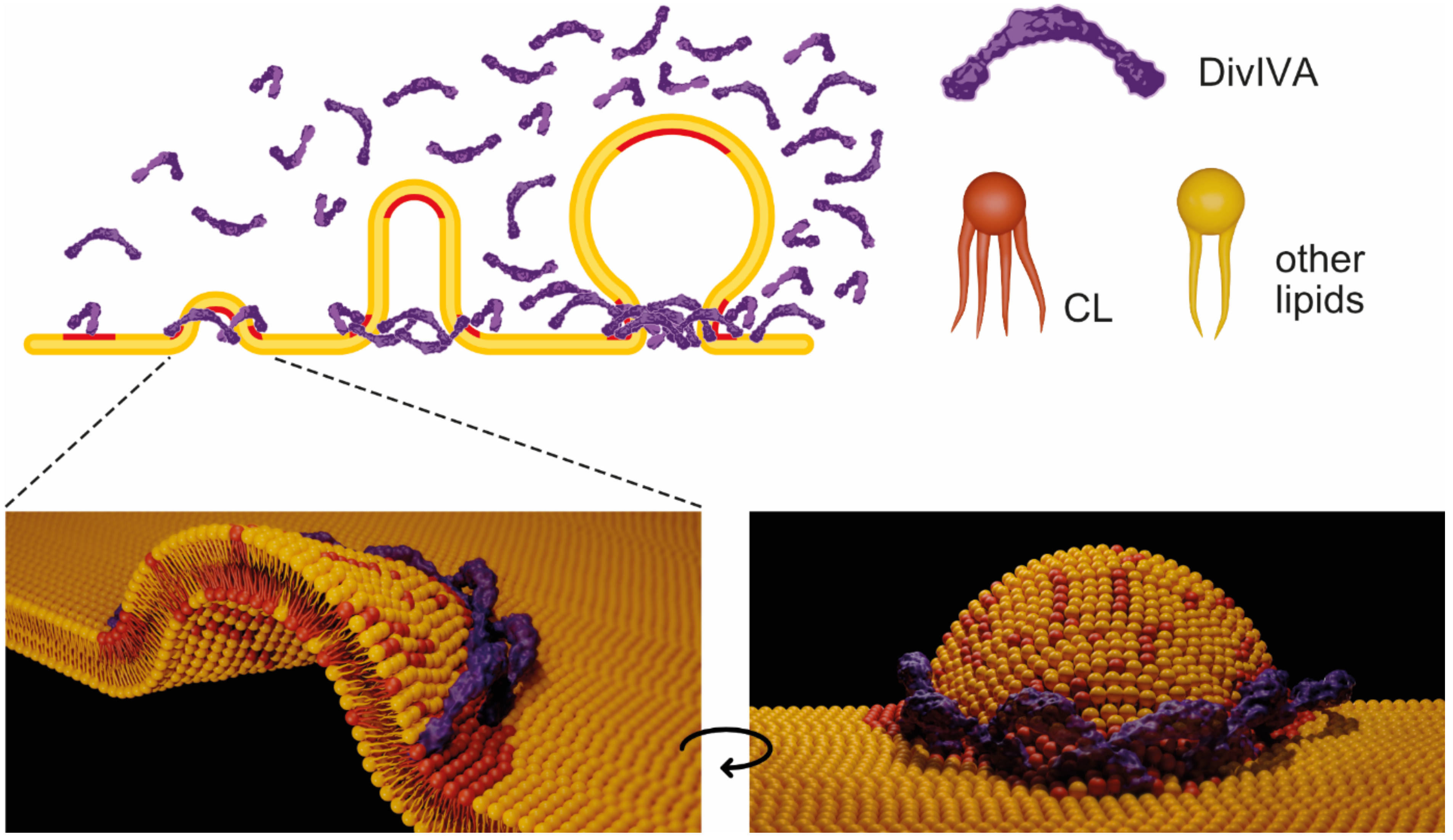 Ijms 22 08350 g006 550