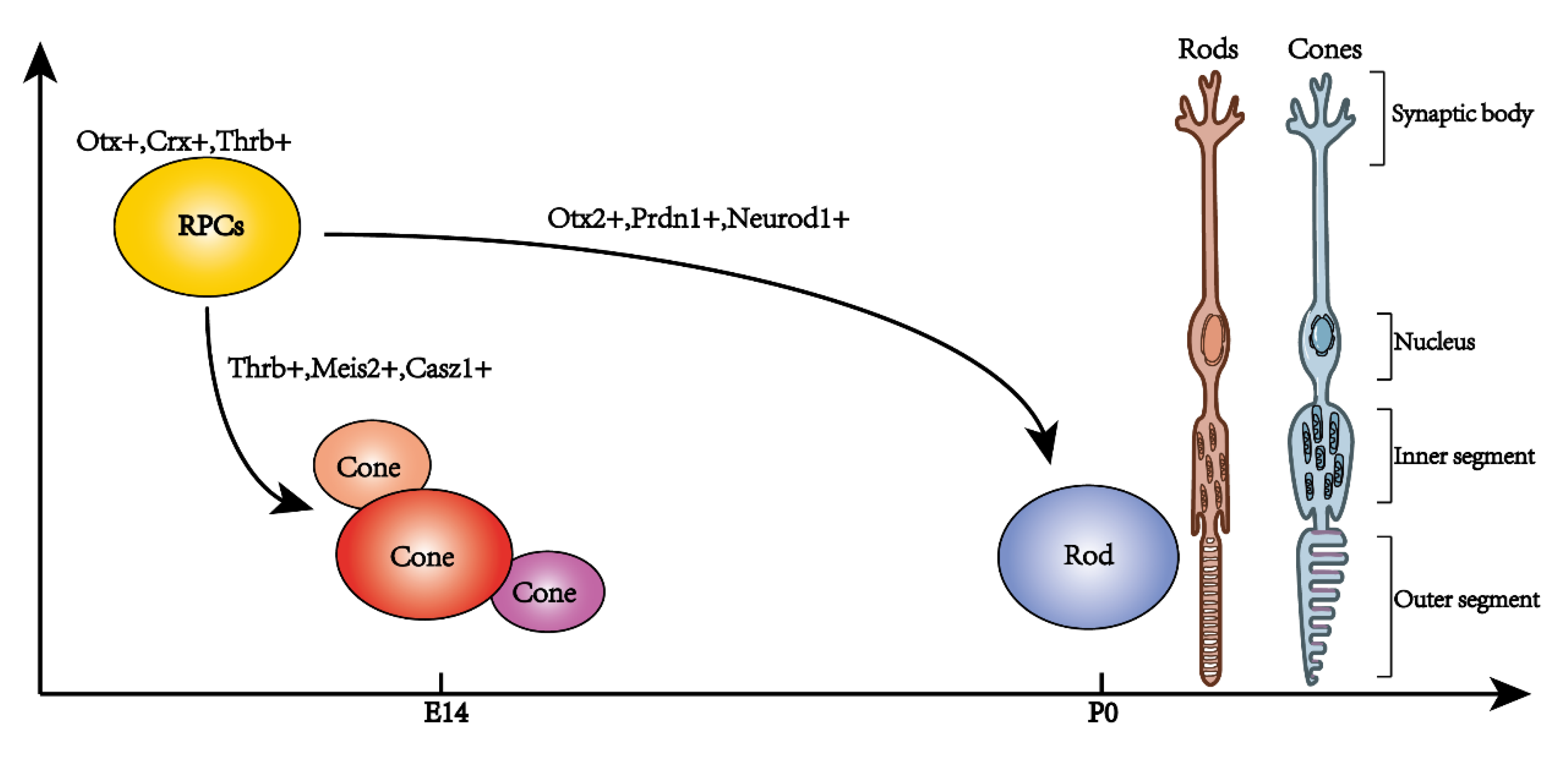 IJMS Free FullText Regulatory Mechanisms of Retinal Photoreceptors