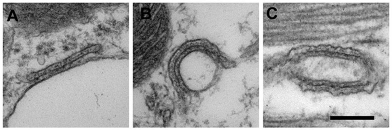 Ijms 22 08364 g005 Ijms 22 08364 g005