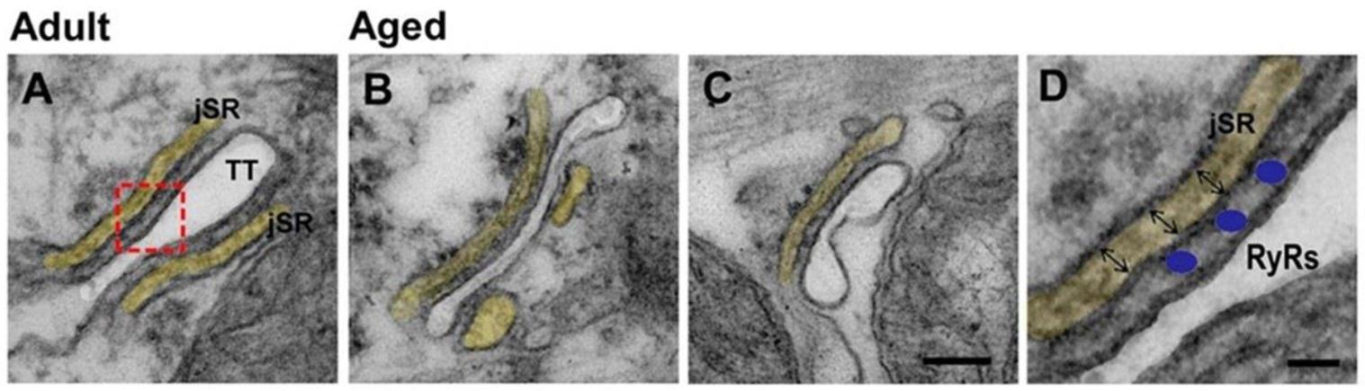 Ijms 22 08364 g006 Ijms 22 08364 g006