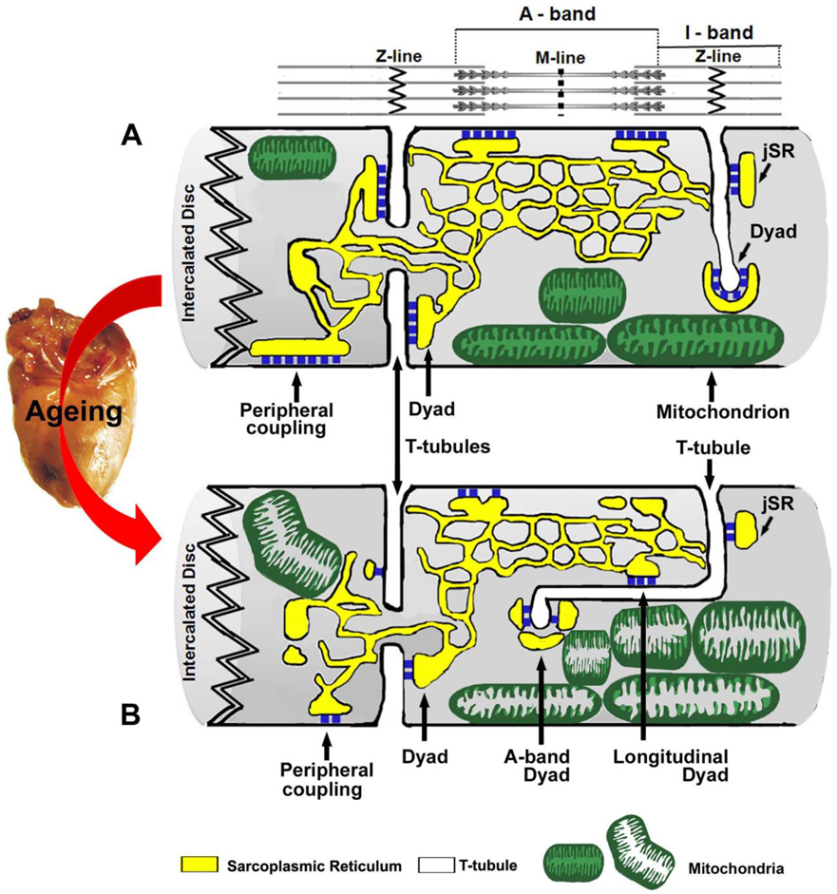 Ijms 22 08364 g007 Ijms 22 08364 g007