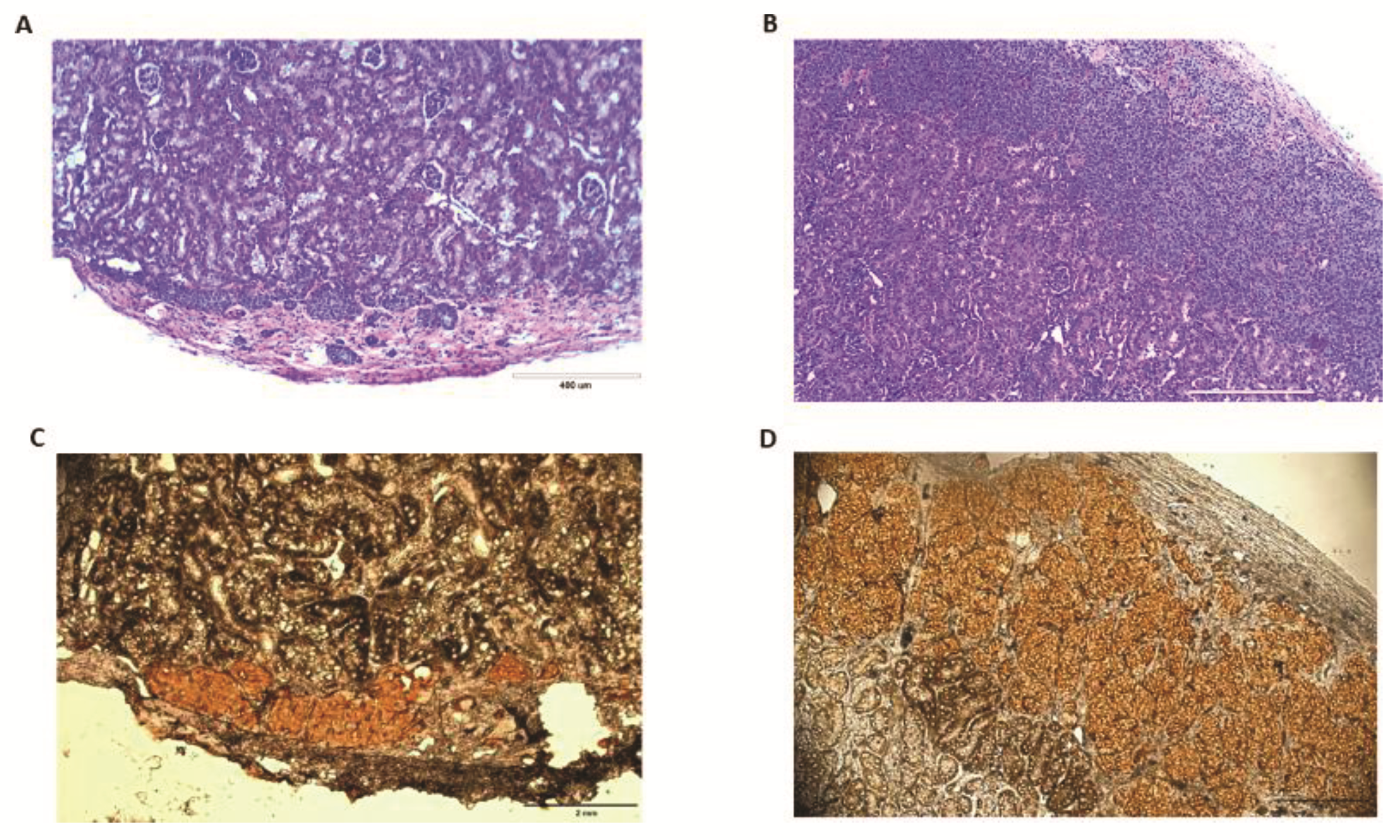 Ijms 22 08367 g008 550