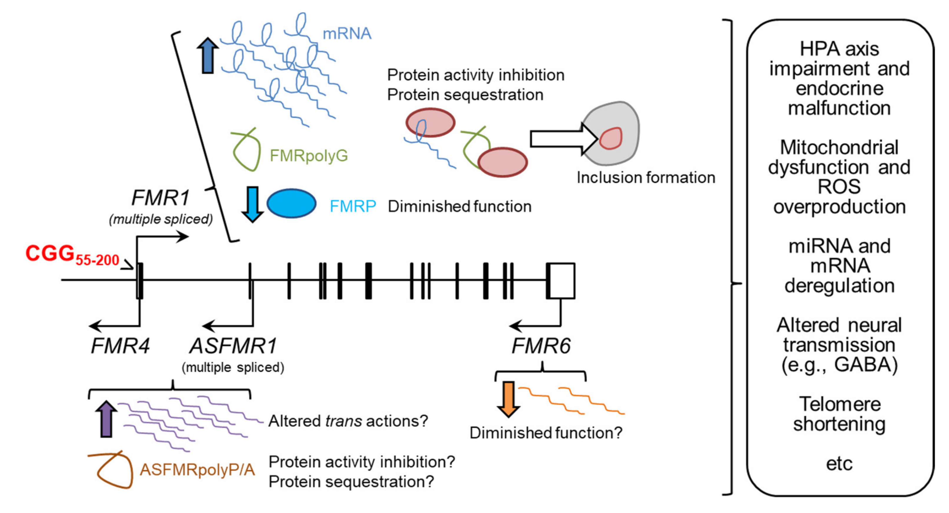 Ijms Free Full Text Molecular Pathogenesis And Peripheral Monitoring Of Adult Fragile X Associated Syndromes Html