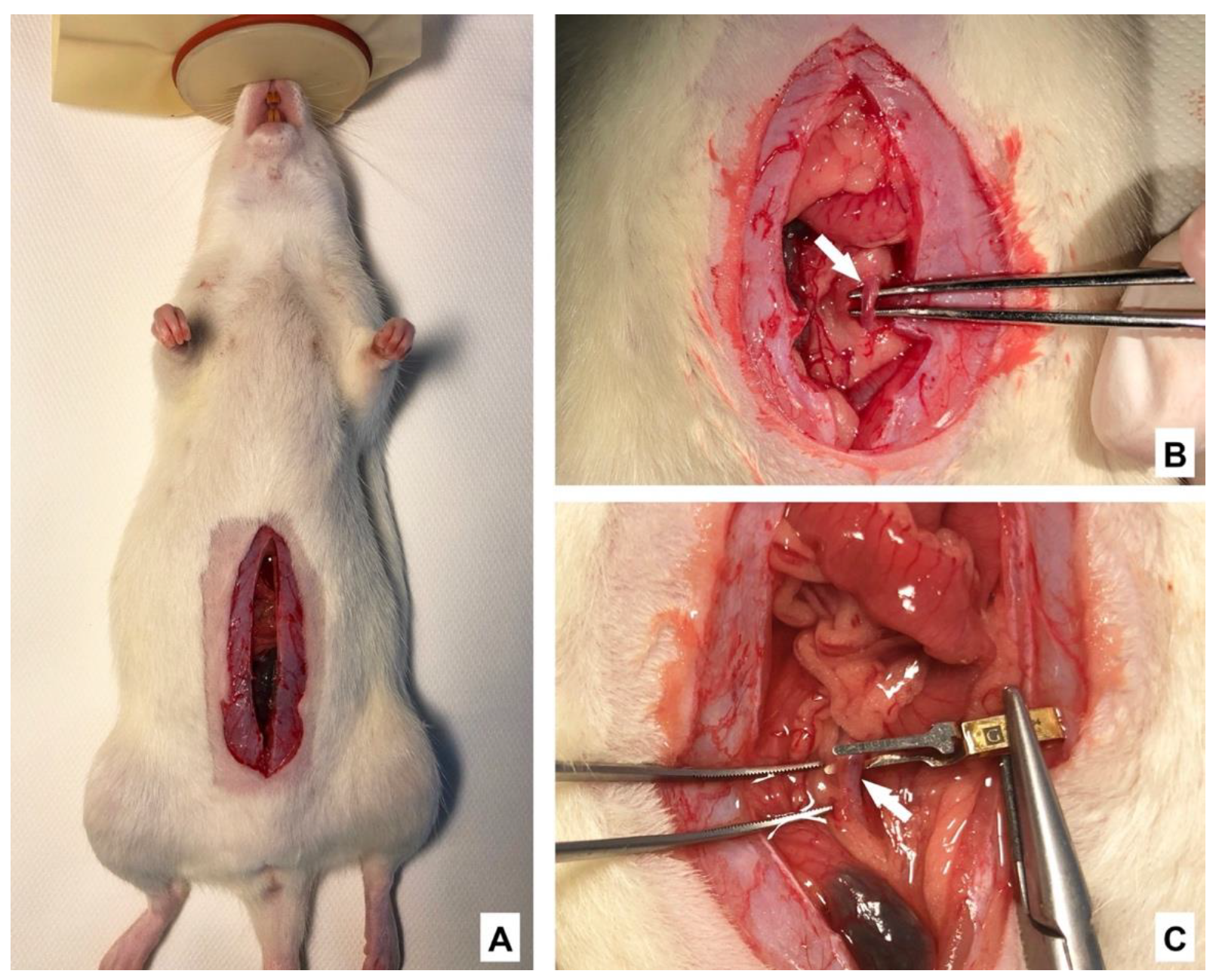 Ijms 22 08373 g006 Ijms 22 08373 g006