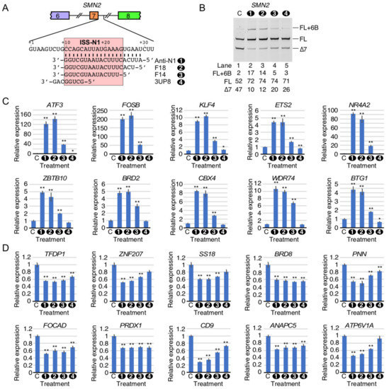 High Concentration of an ISS-N1-Targeting Antisense
