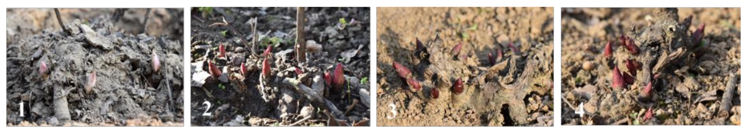 Ijms 22 08382 g001 550