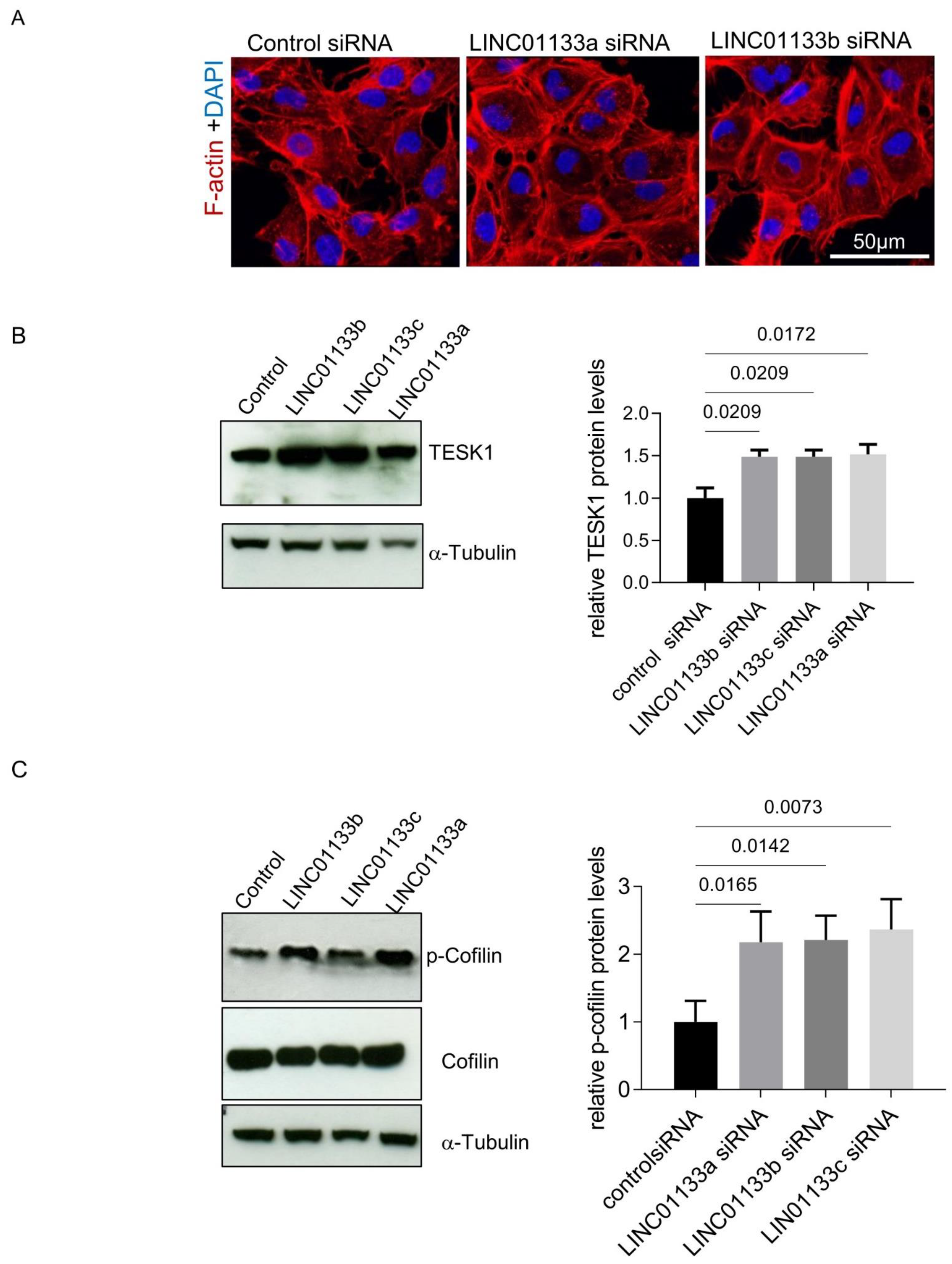 Ijms 22 08385 g005 Ijms 22 08385 g005