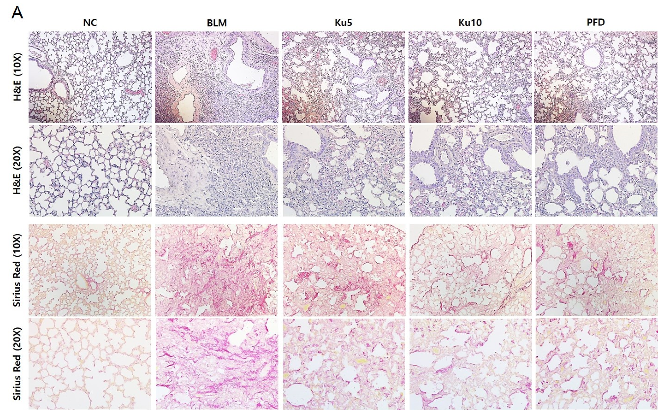 Ijms 22 08388 g003a 550