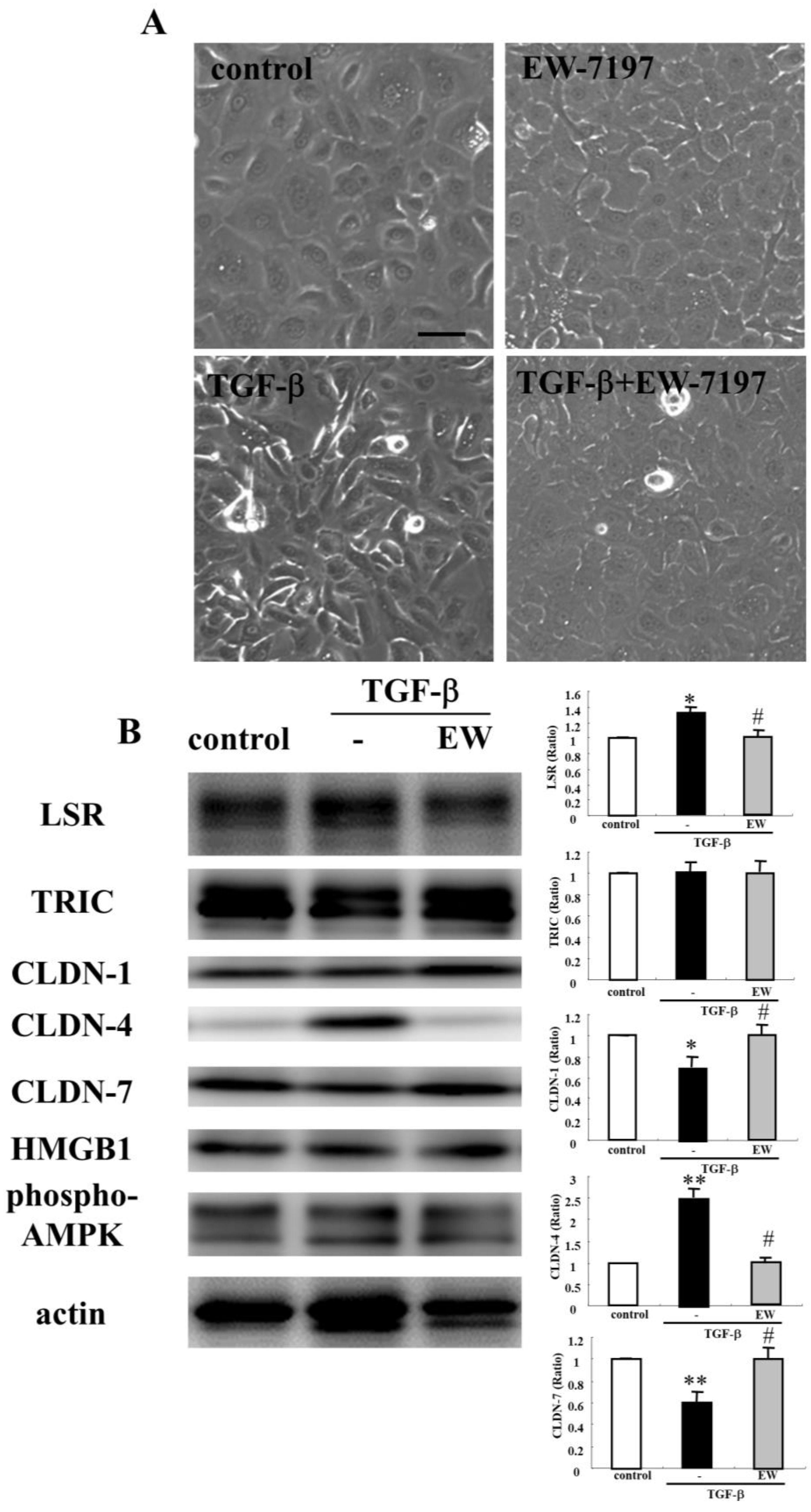 Ijms 22 08390 g003 550
