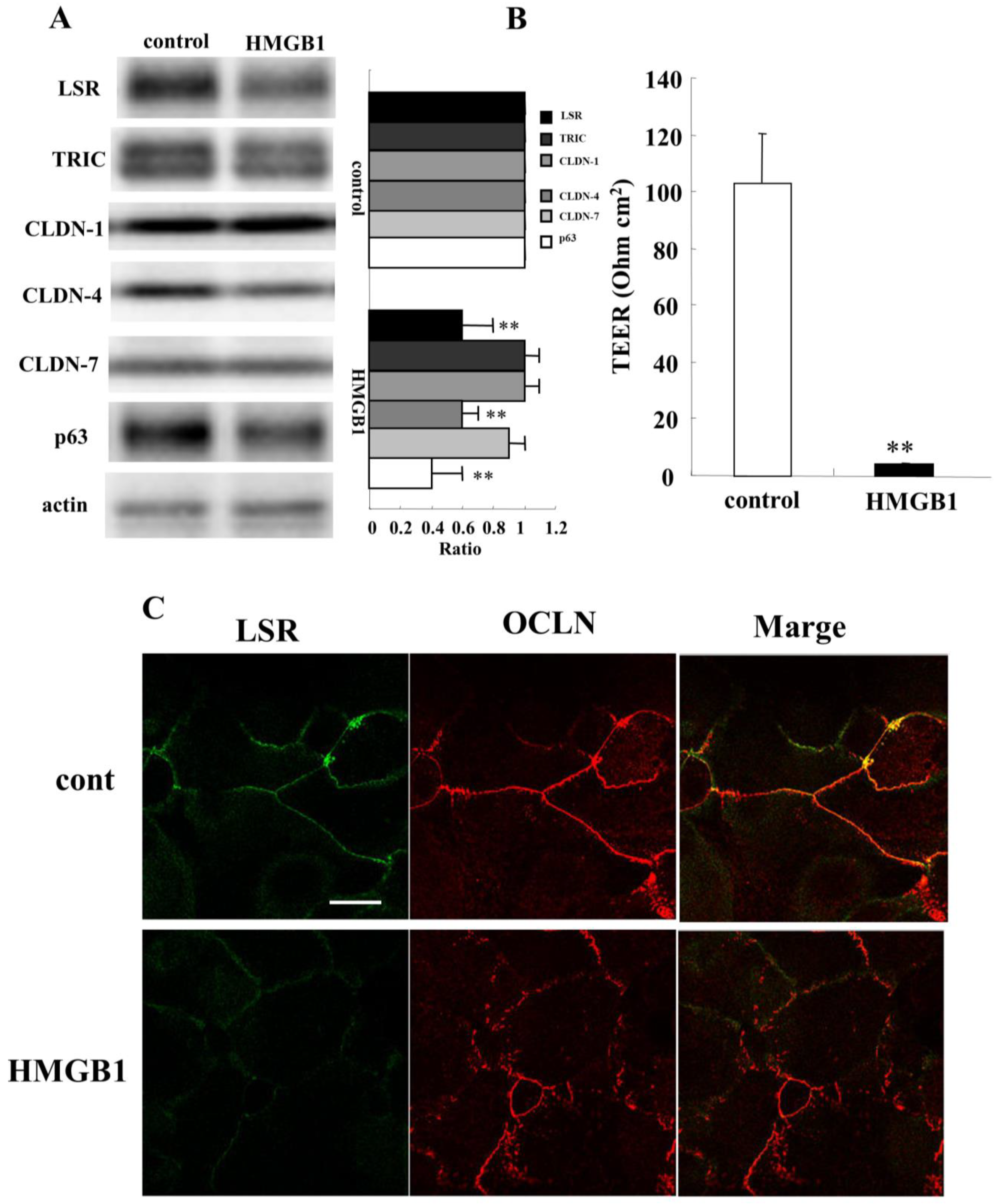 Ijms 22 08390 g005 550