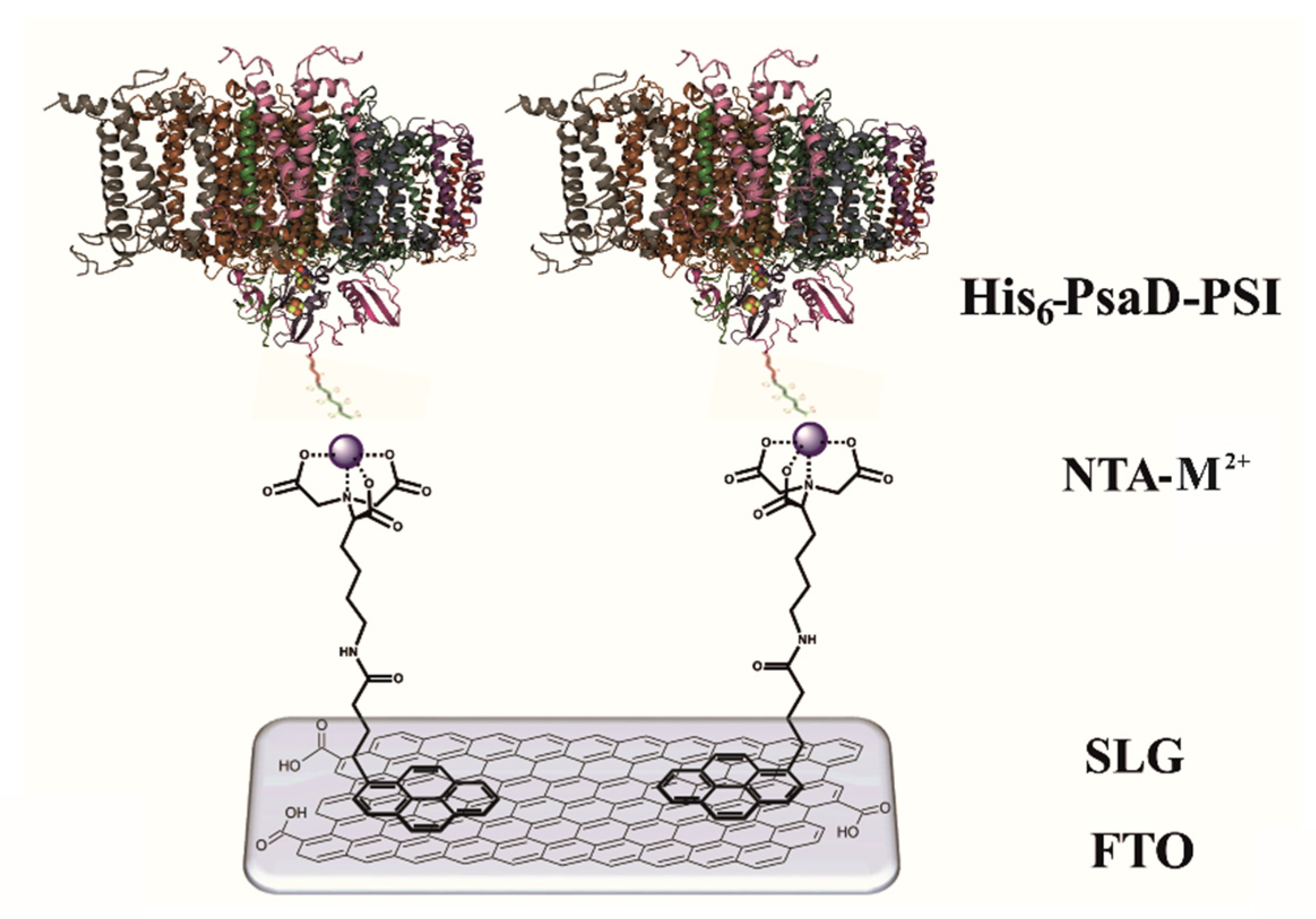 Ijms 22 08396 sch001