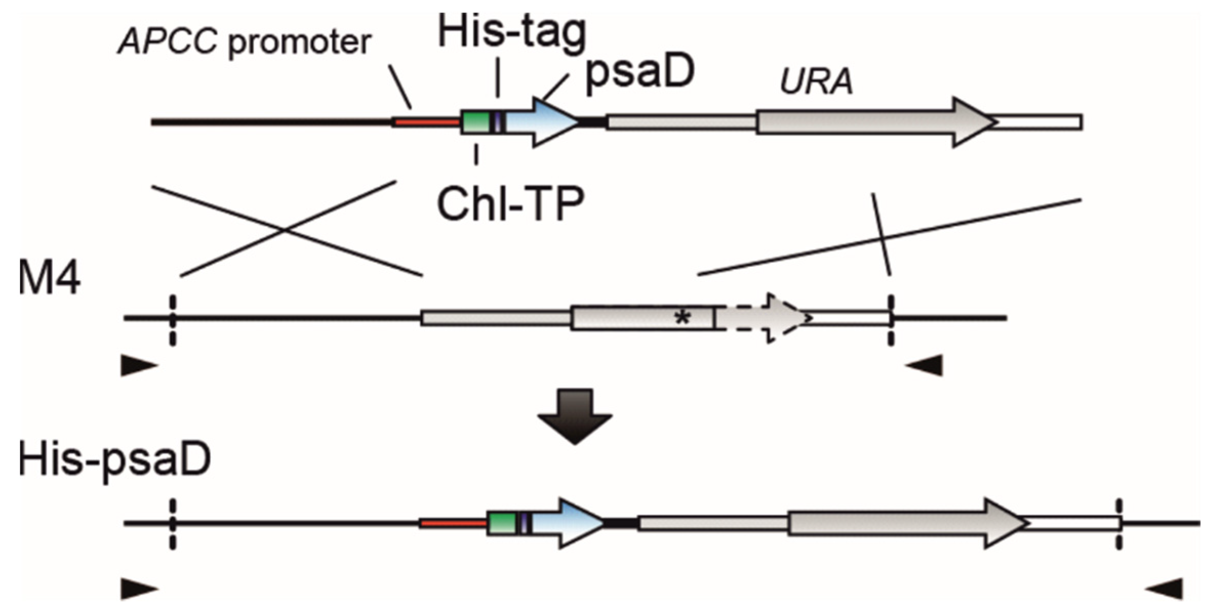 Ijms 22 08396 sch002