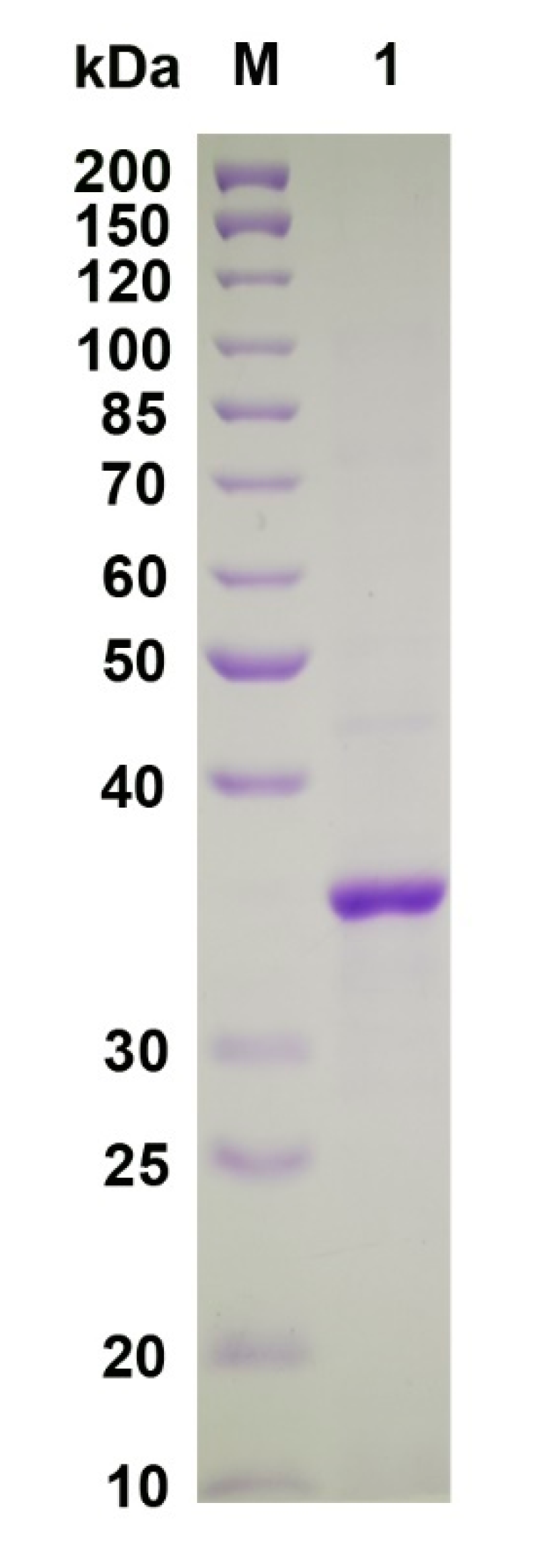 Ijms 22 08402 g003 550